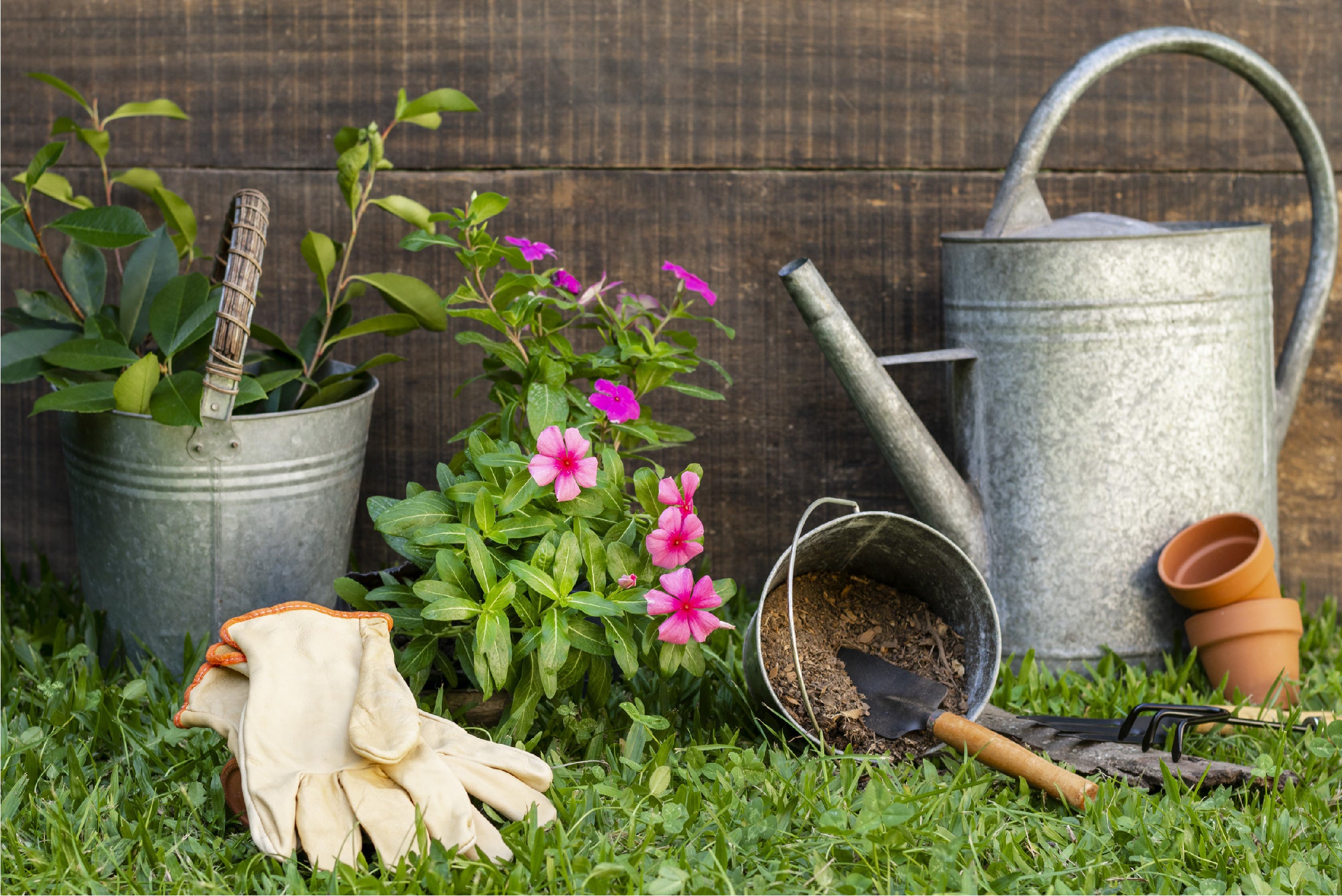 Top 10 Plants to Add to Your Garden in May