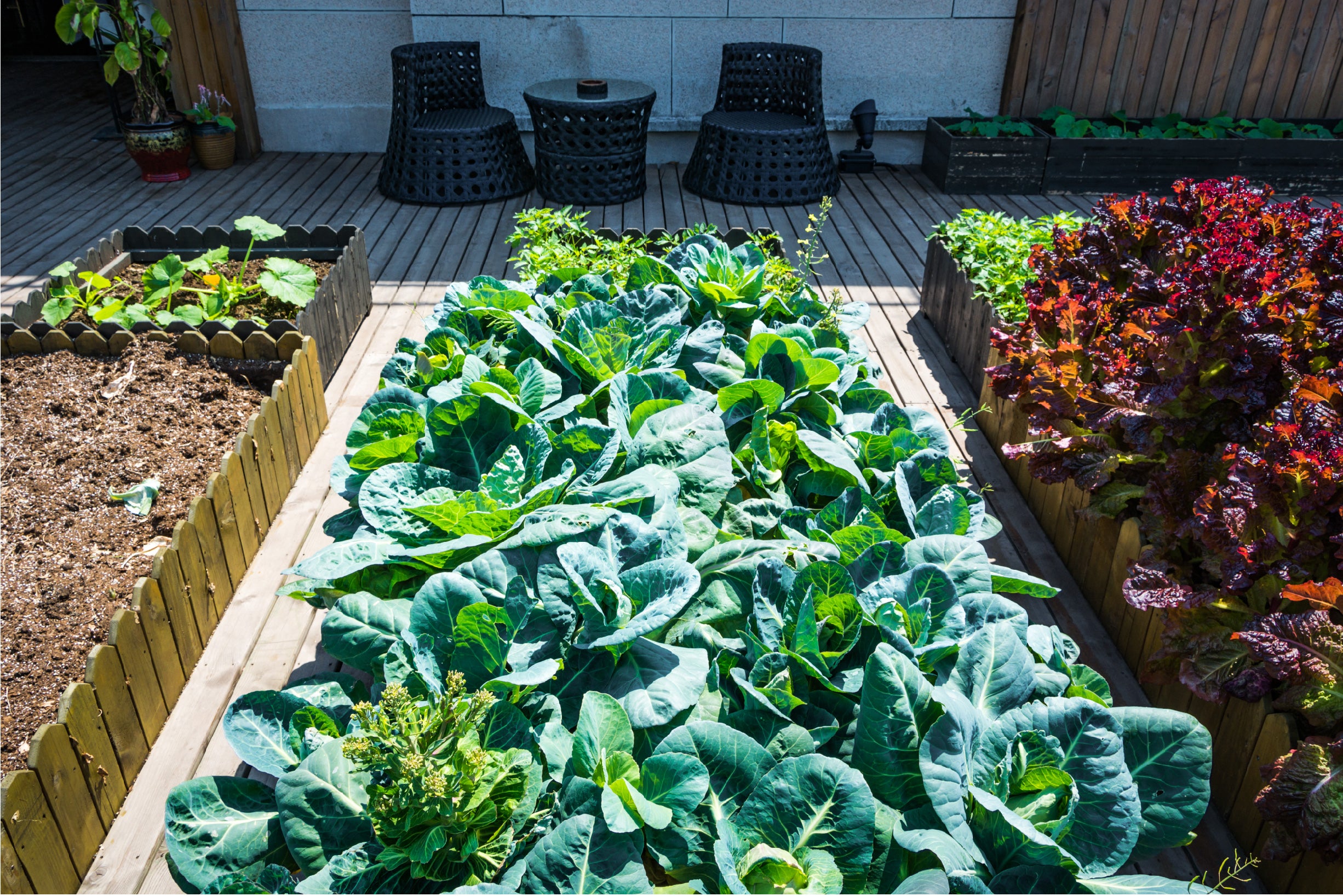 The Best Plants to Plant in August for a Beautiful Garden