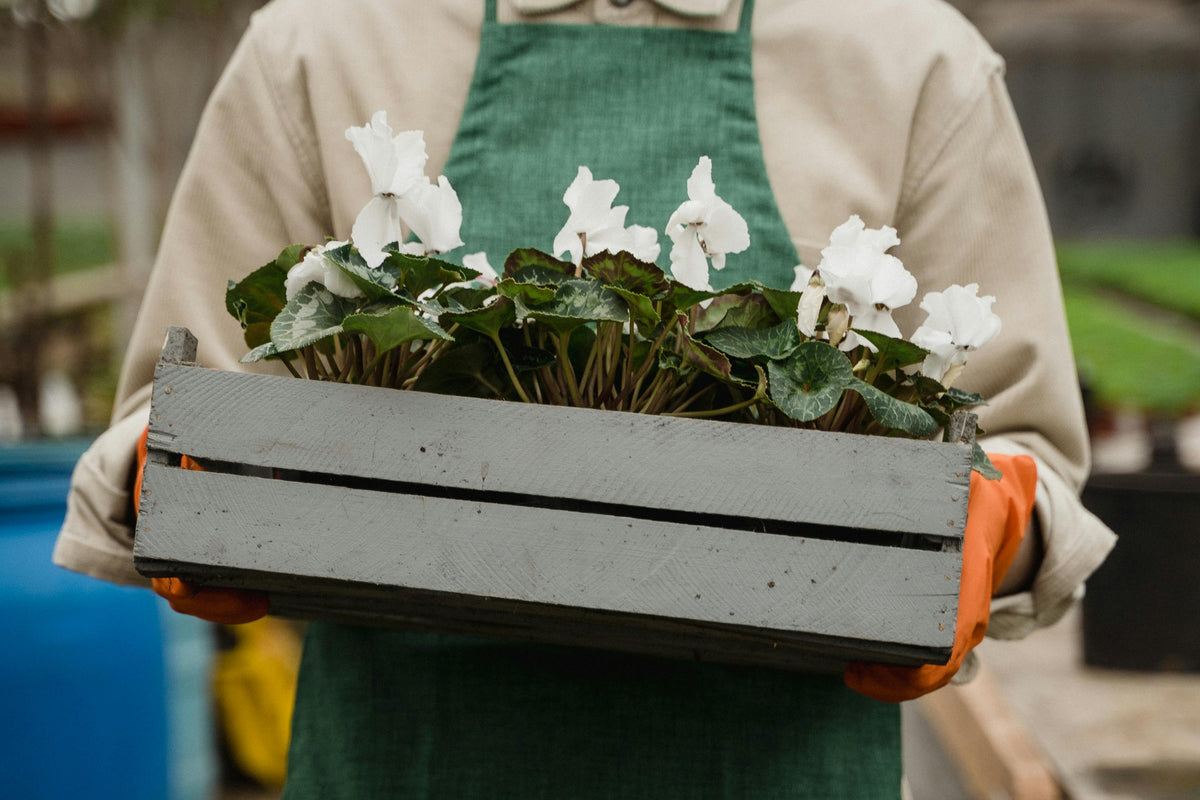Selecting the best pots and garden boxes for your home
