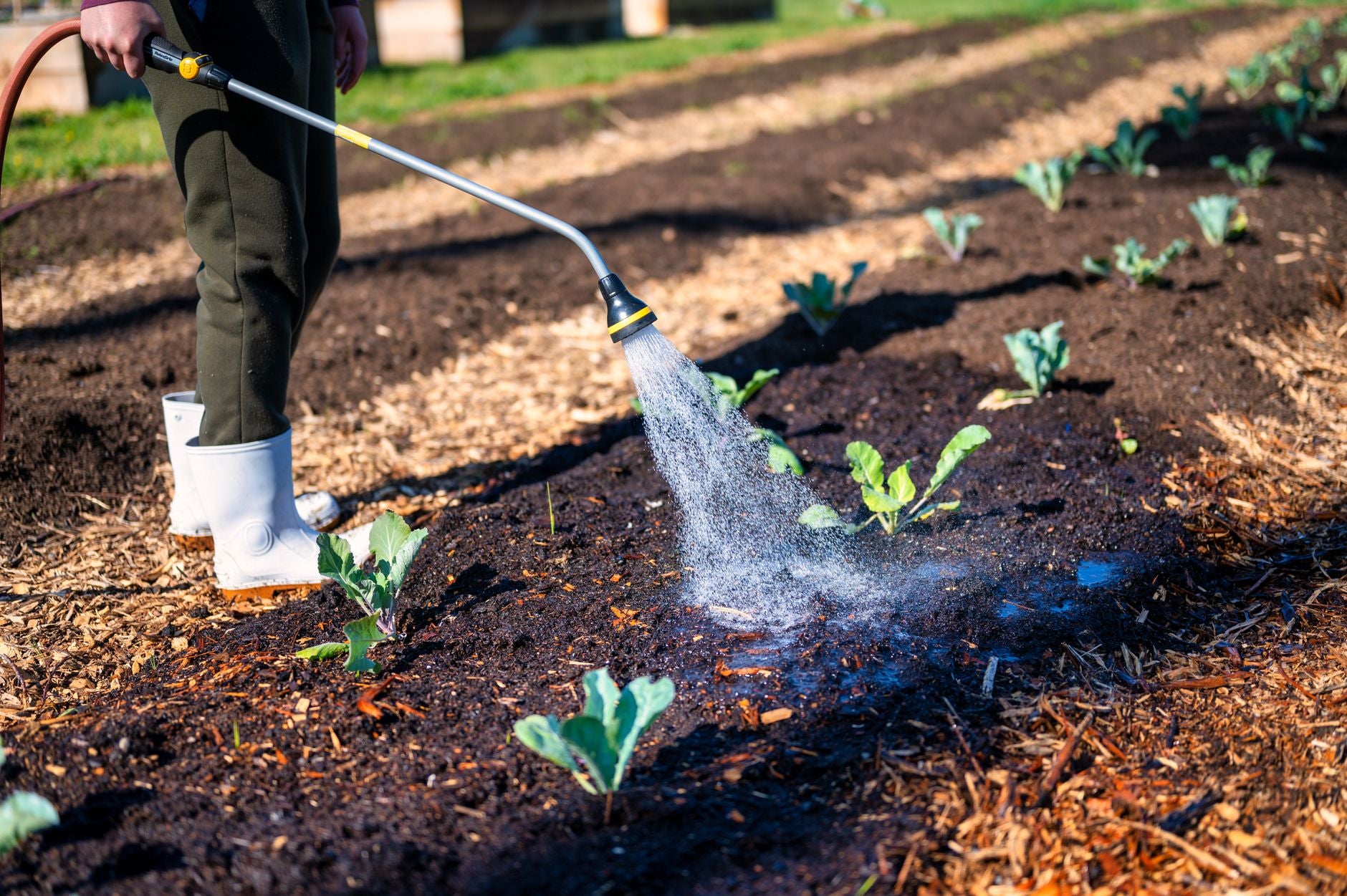 Compost vs. Mulch: What's the Difference?