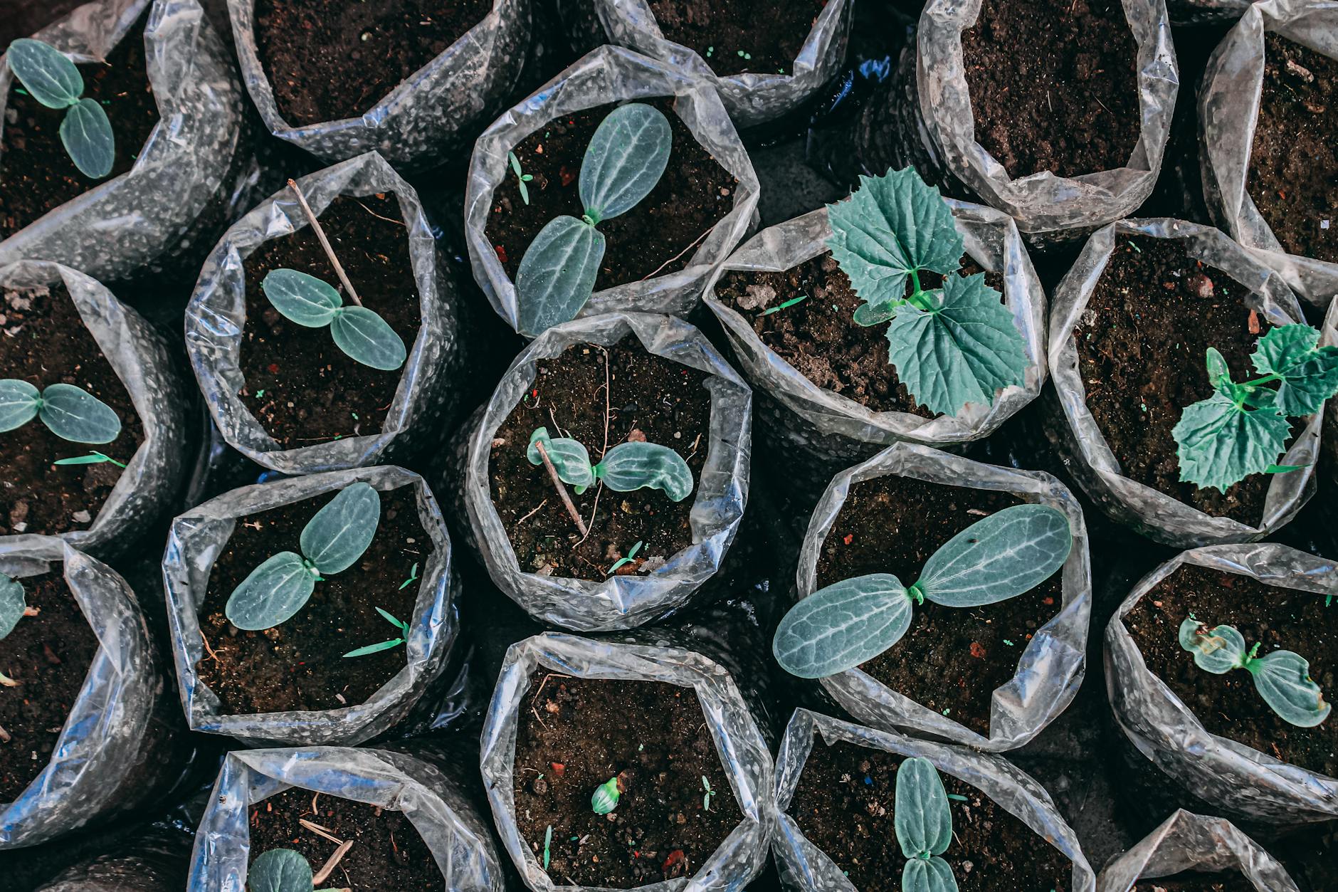 Zone 6b Summer Planting Guide: Succession Planting, July Fall Starts &