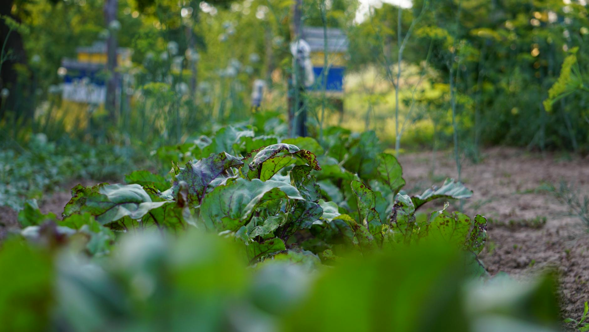 How Much Compost Should I Add to My Garden Beds, and How Do I Work It In?