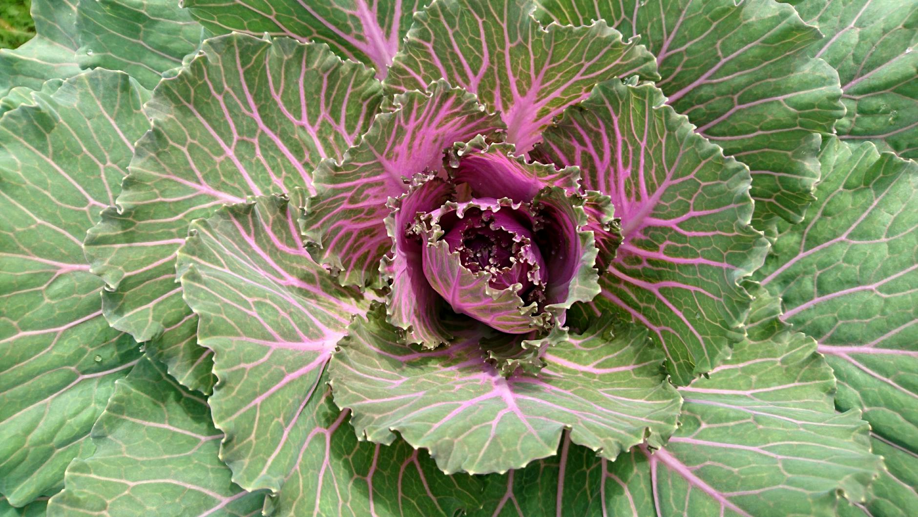 Complete Guide to Planting Fall Cabbage and Radish: Timing, Spacing, and Care