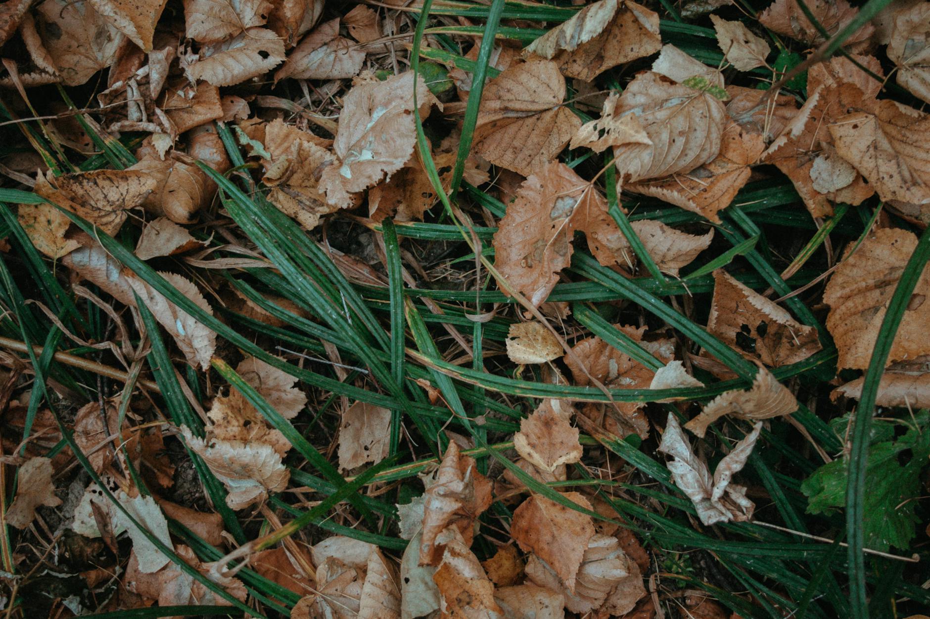 Zone 8b Fall Planting Guide: What to Plant September Through November