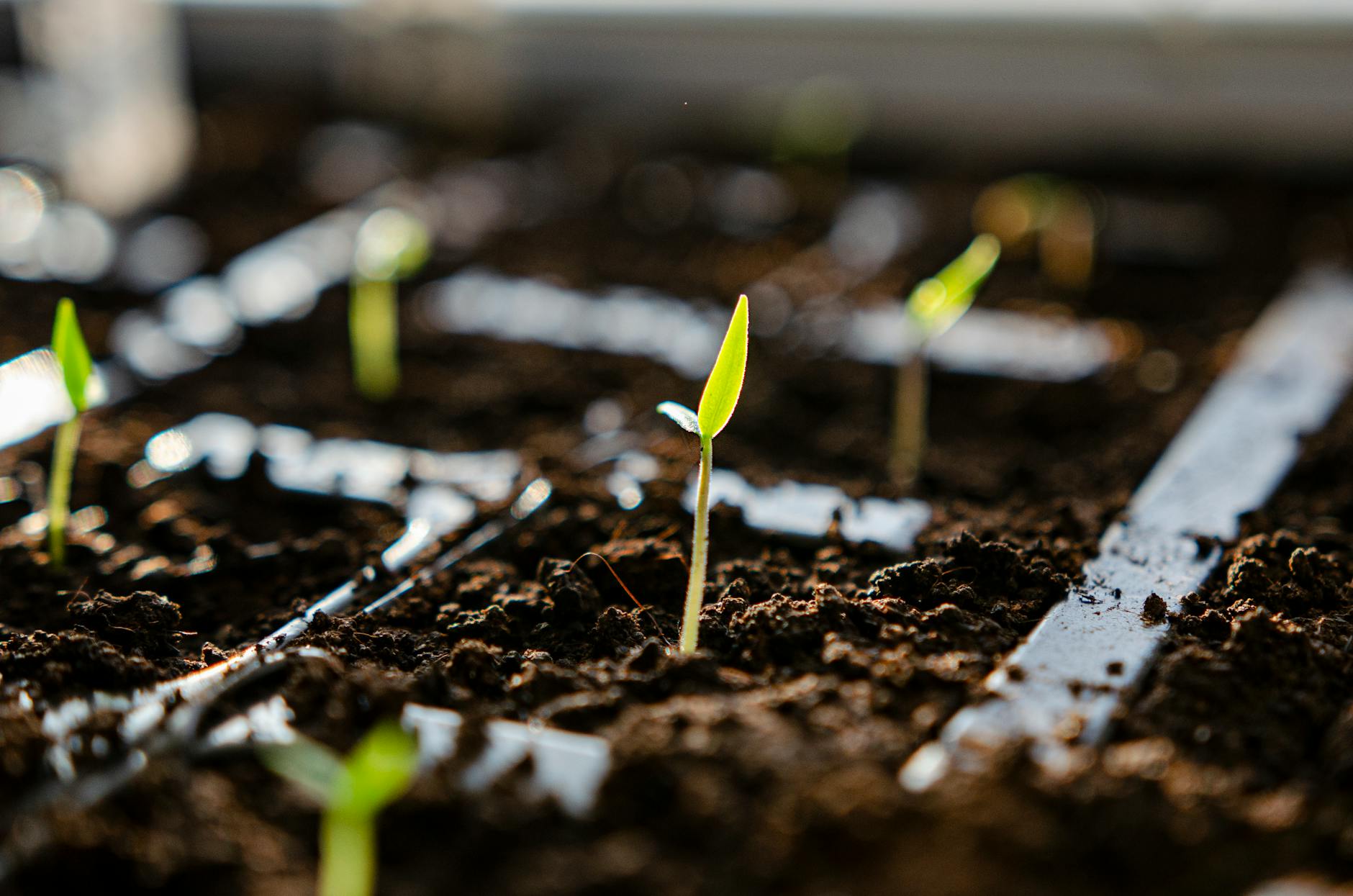 What Is the Carbon-to-Nitrogen Ratio (C:N Ratio) in Composting, and Why Does It Matter?