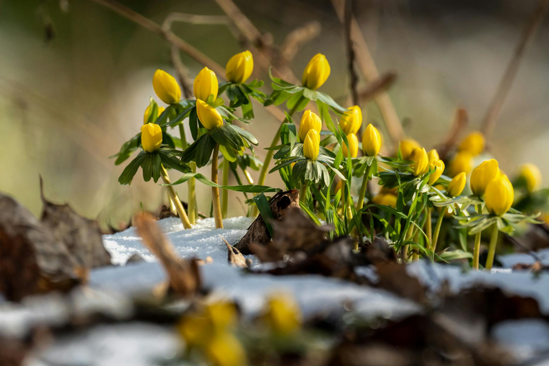 Zone 8b Spring Planting Guide: What to Plant February Through May