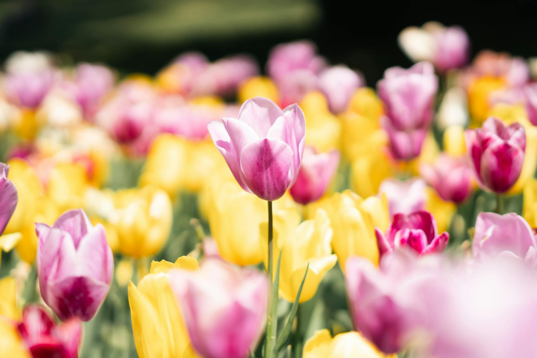 Zone 10 Spring Planting Guide: What to Plant February Through May