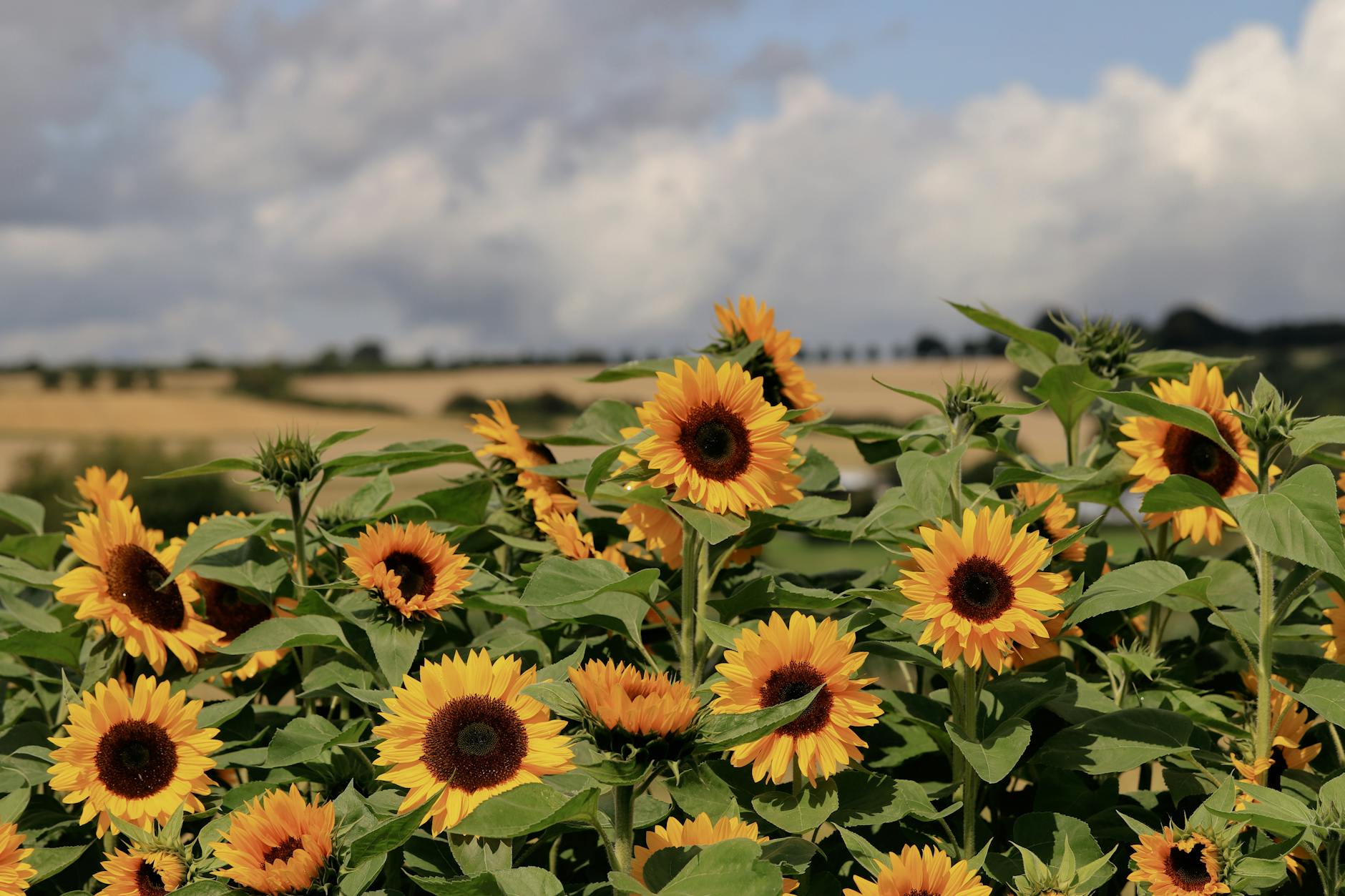 Zone 7b Summer Planting Guide: Managing June Through August