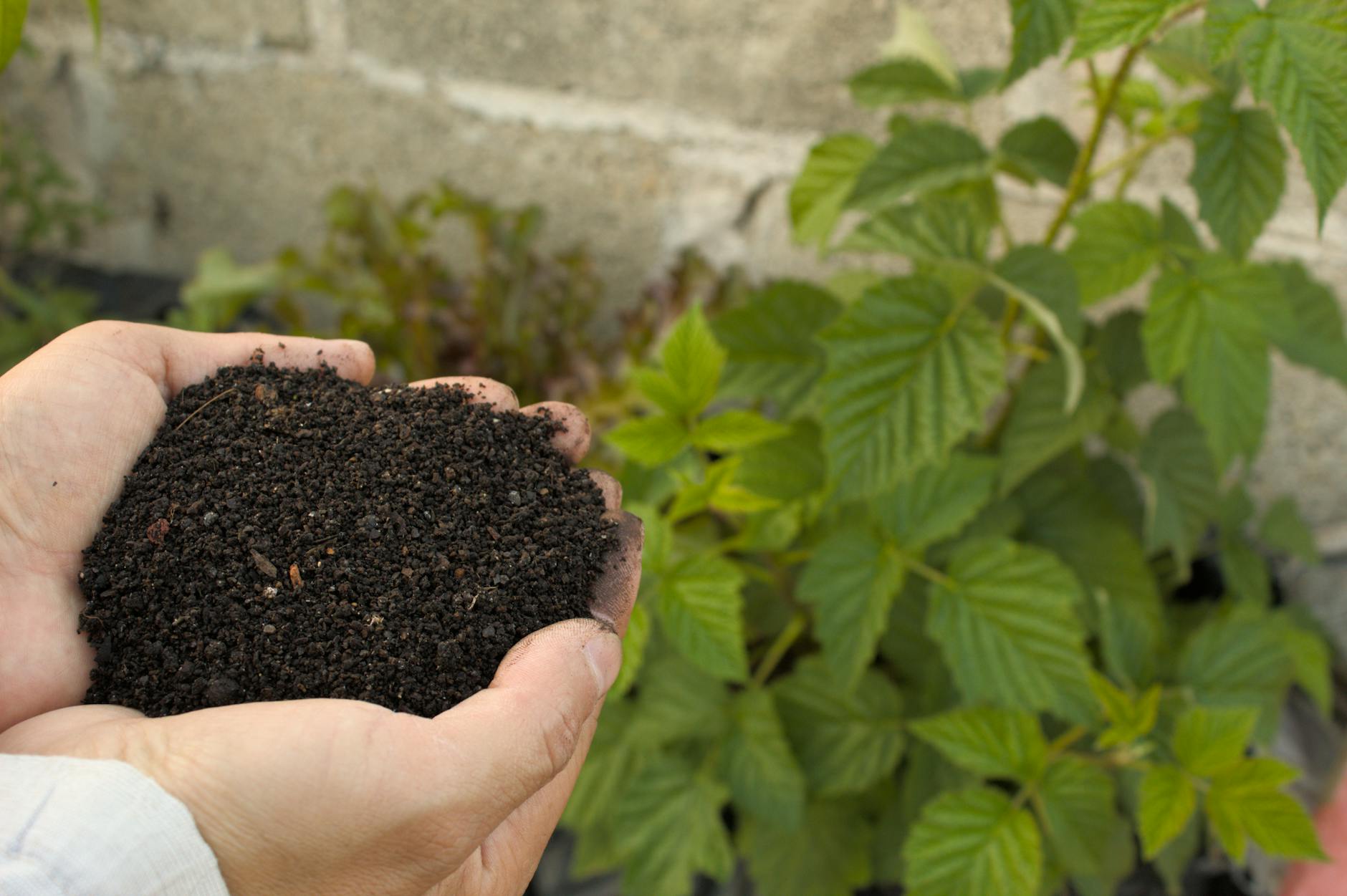 Hands holding rich dark compost — finished organic matter from biological decomposition