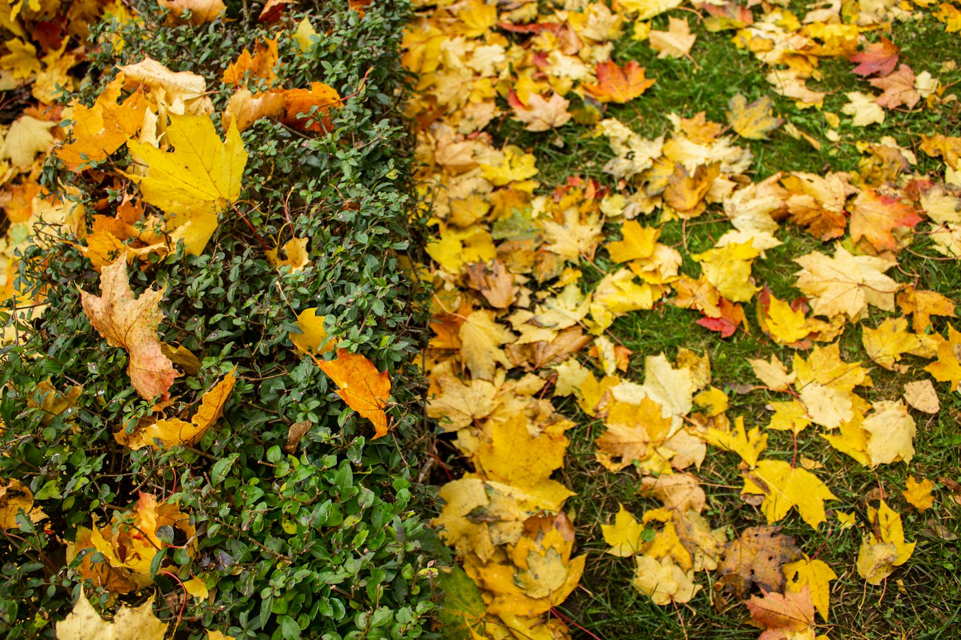 Why You Should Add Compost to Soil Before Fall Planting: The Science of Timing