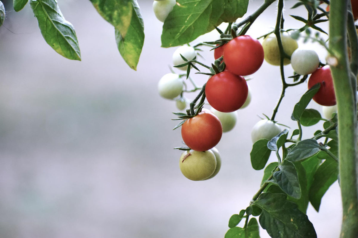 Should I Prune Tomato Suckers?
Why It Matters and How to Do It