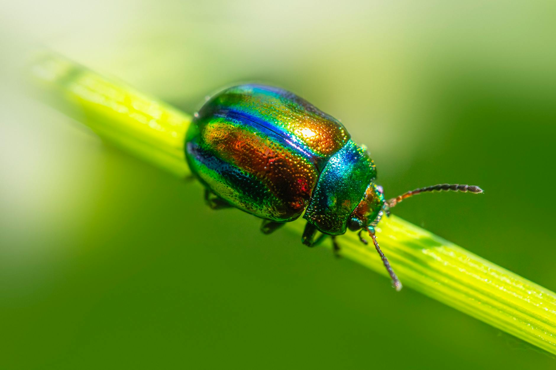 The 5 Core Principles of Organic Pest Prevention