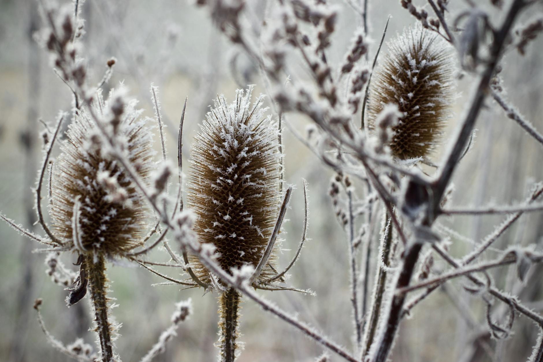 Zone 10 Winter Planting Guide: What to Grow December Through February