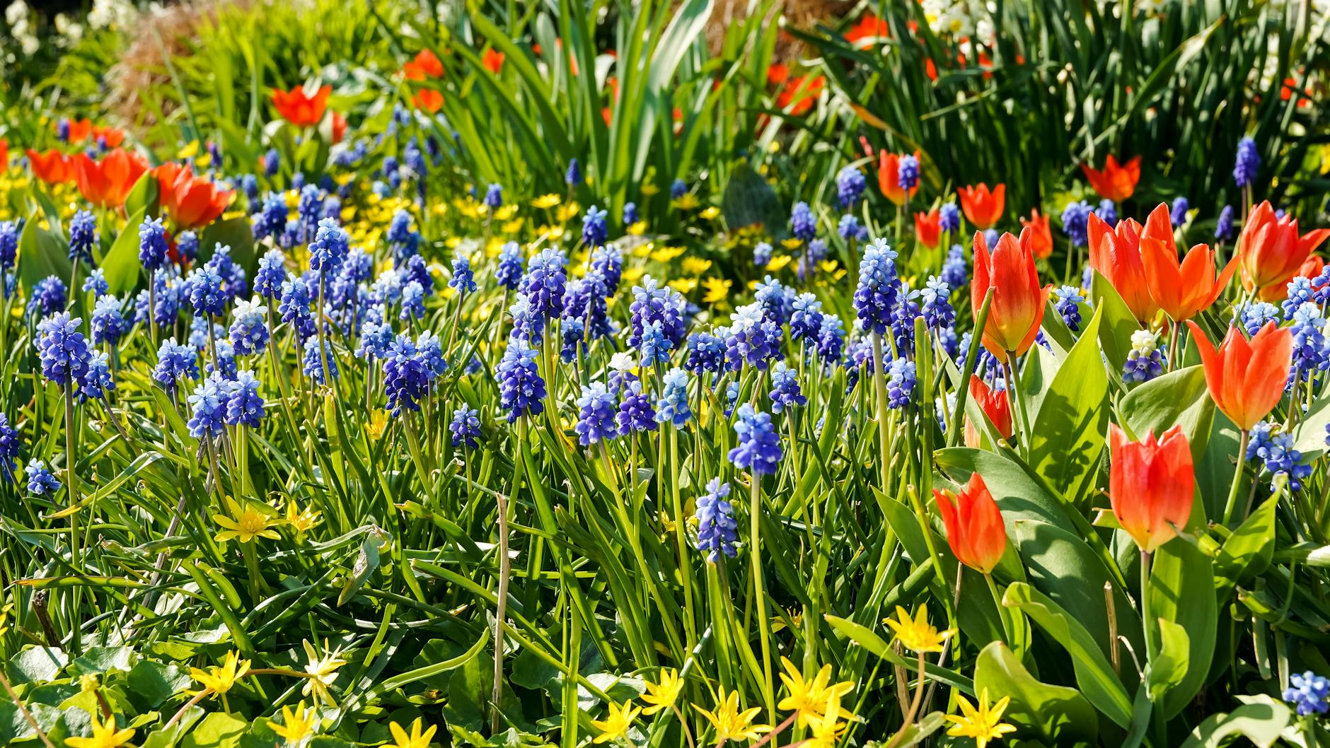 Zone 5b Spring Planting Guide: How to Make the Most of a Compressed