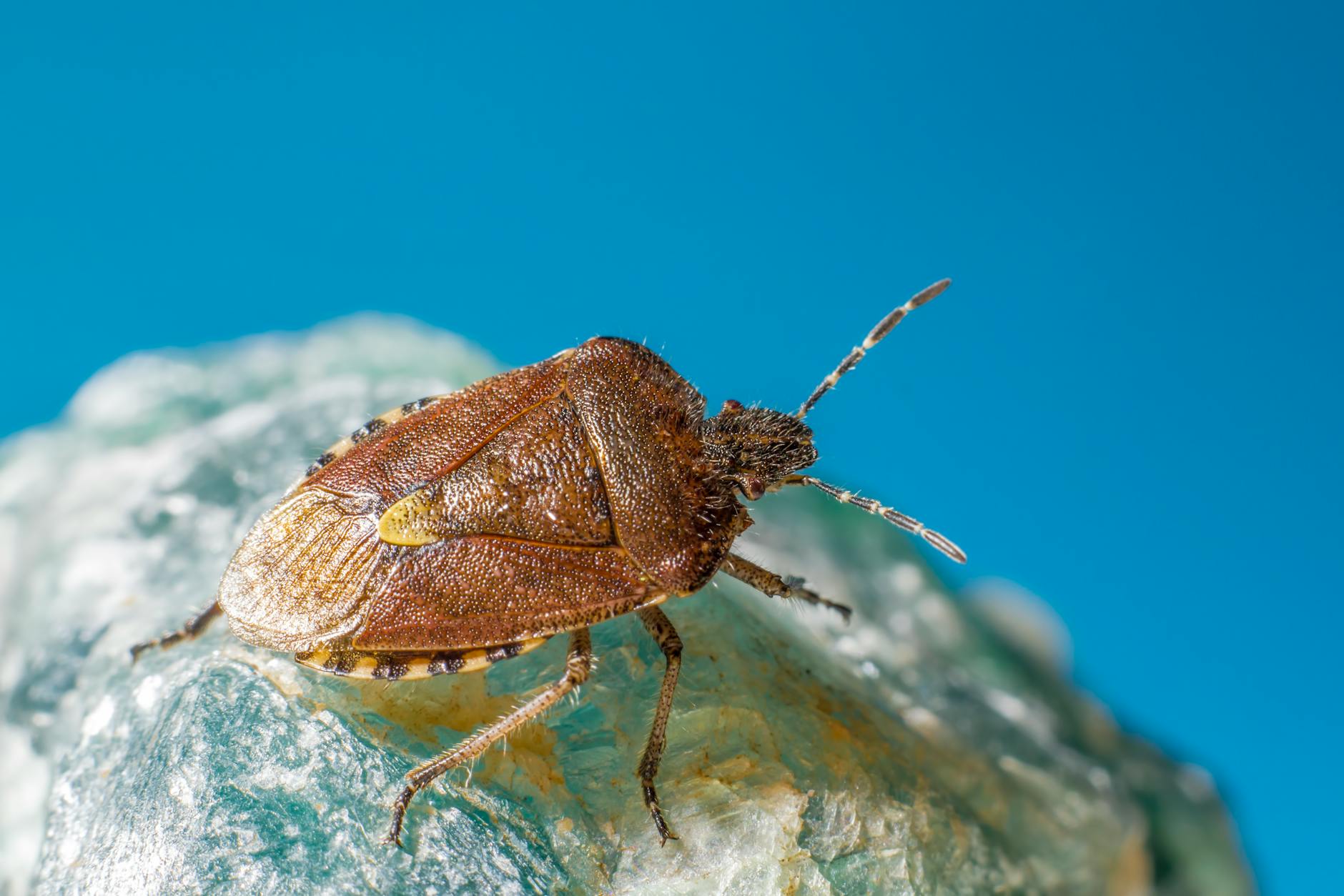 Bugs in Your Compost Bin: Problem or Sign of a Healthy Pile?