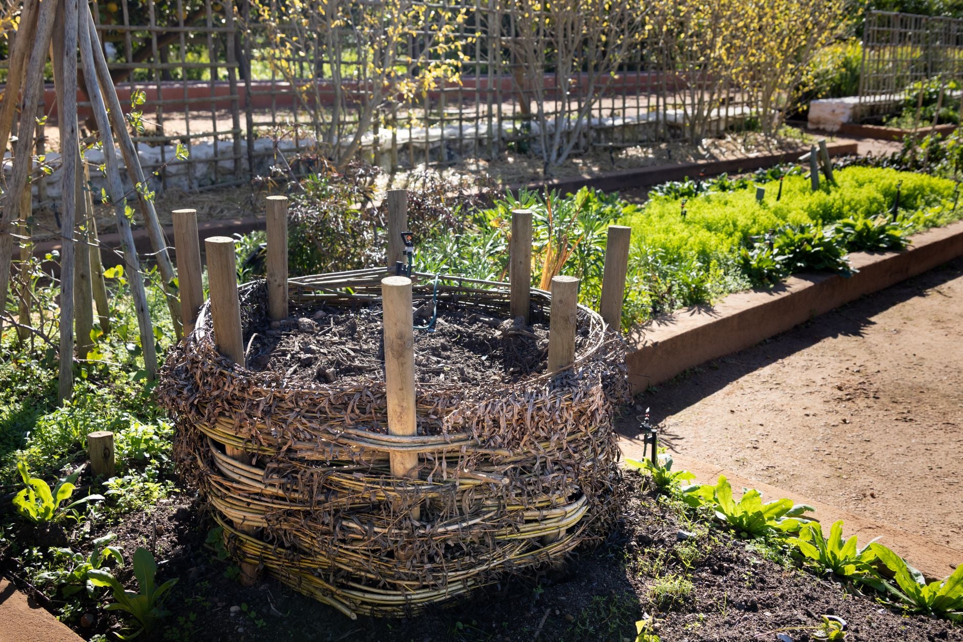 Best Electric Composter for Real Compost (Not Just Dried Scraps)