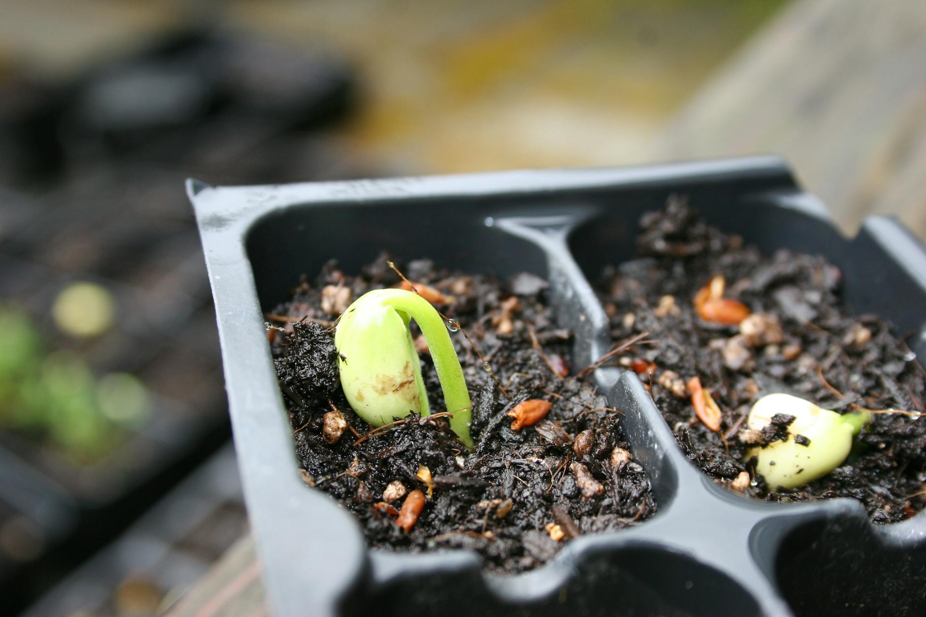 What Is the Difference Between Seed-Starting Mix and Regular Potting Soil?