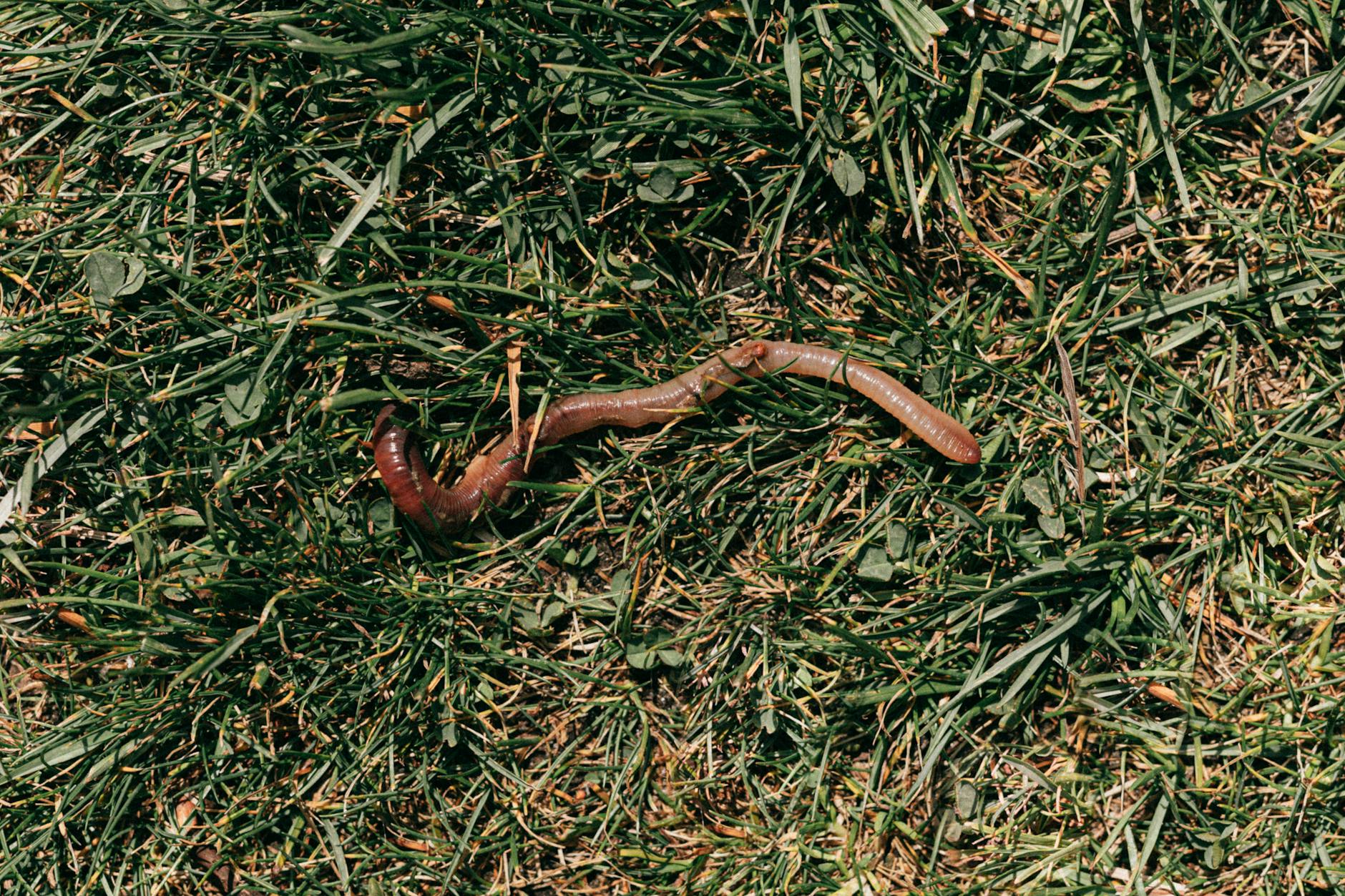 What Is the Difference Between Vermicomposting and Regular Composting?