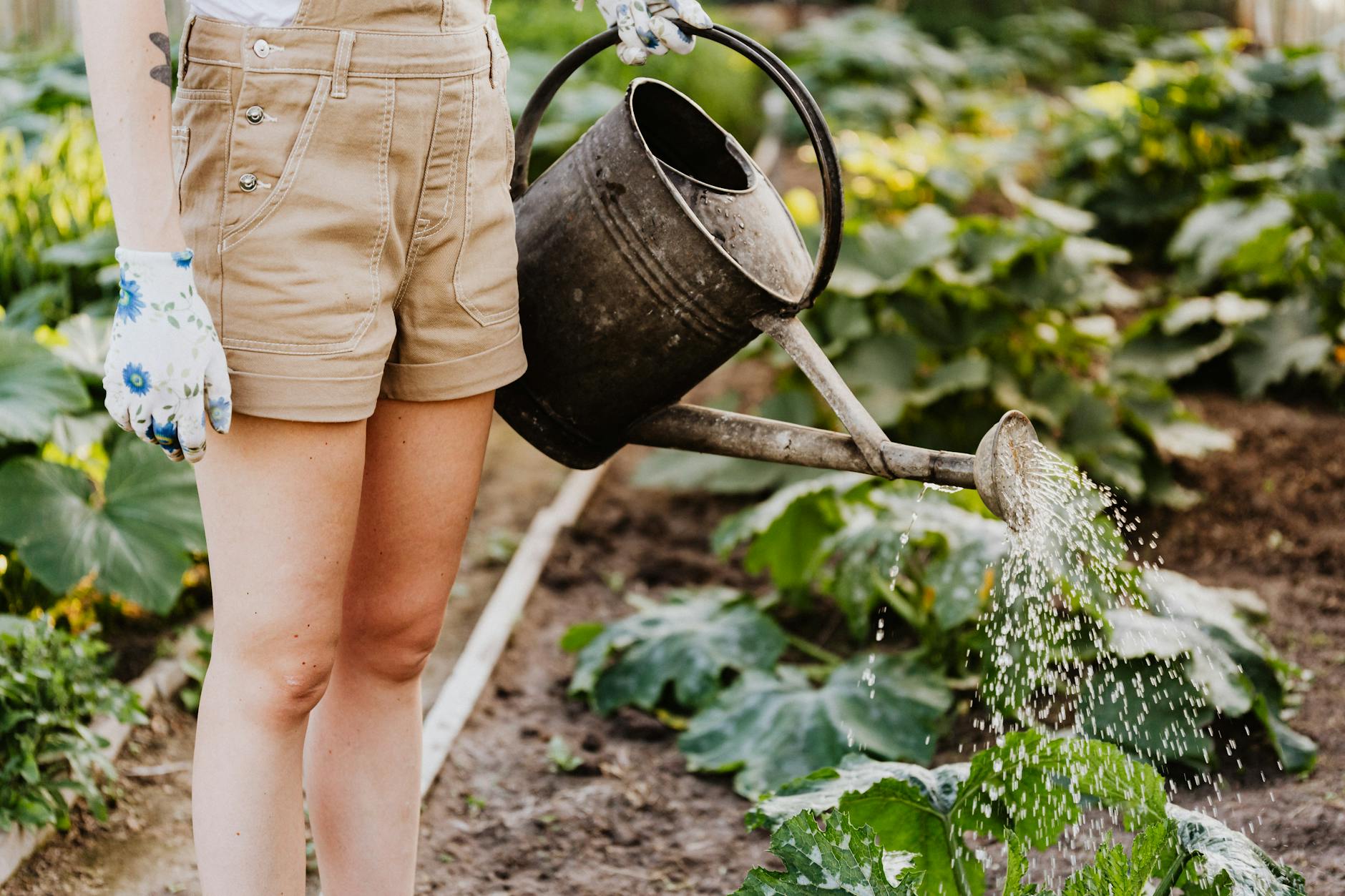 Zone 5b Summer Planting Guide: How to Maximize Every Week of a Short