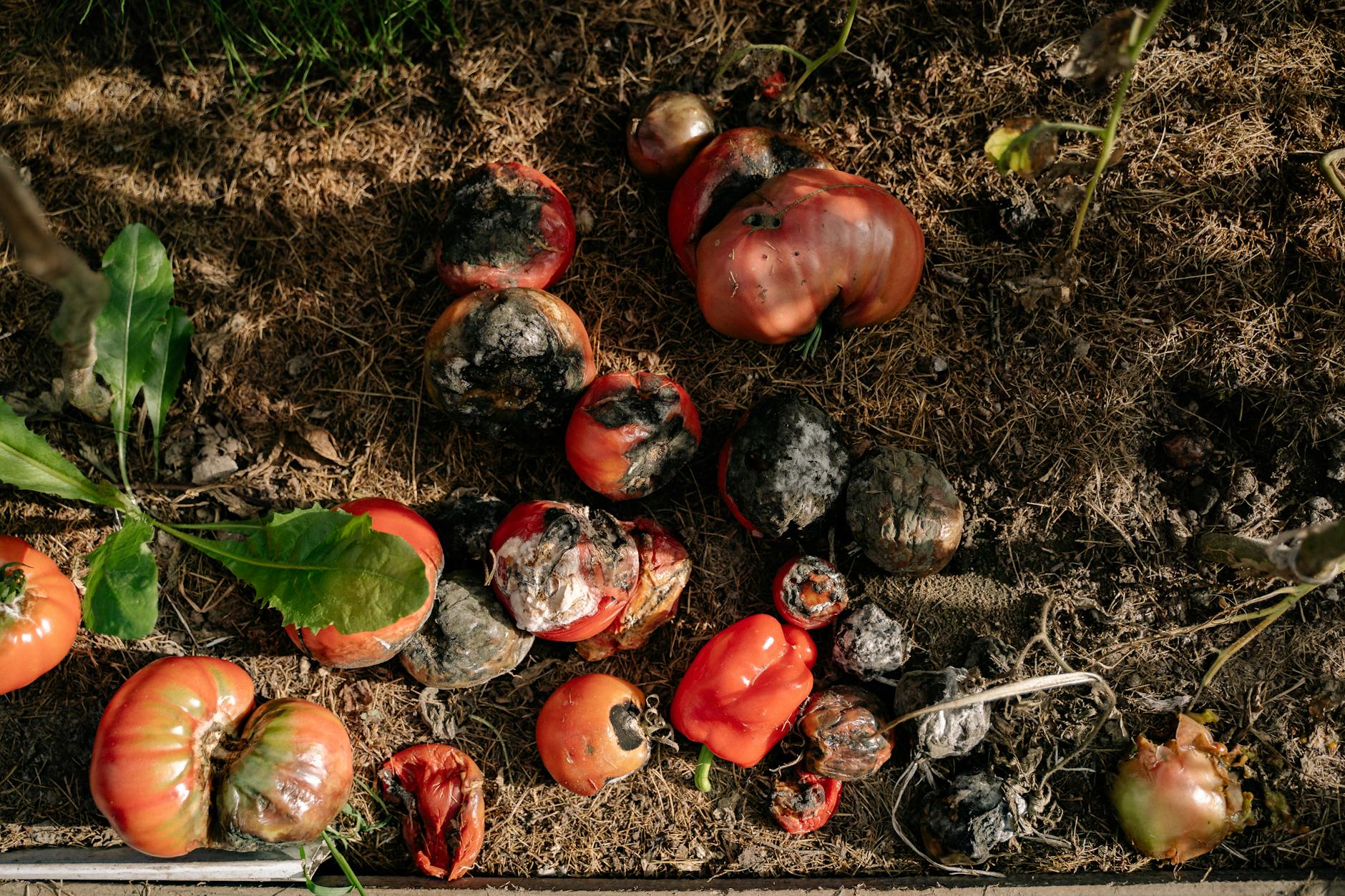 Composting vs. Biogas Digestion: What's the Difference for Food Waste?