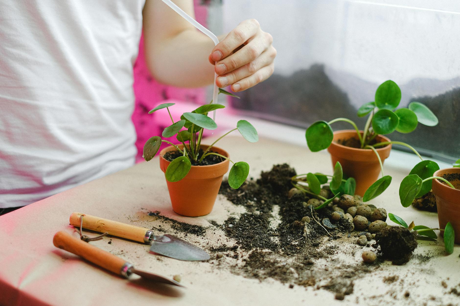 Why Is My Garden Soil So Hard? Causes and Fixes for Compacted Soil
