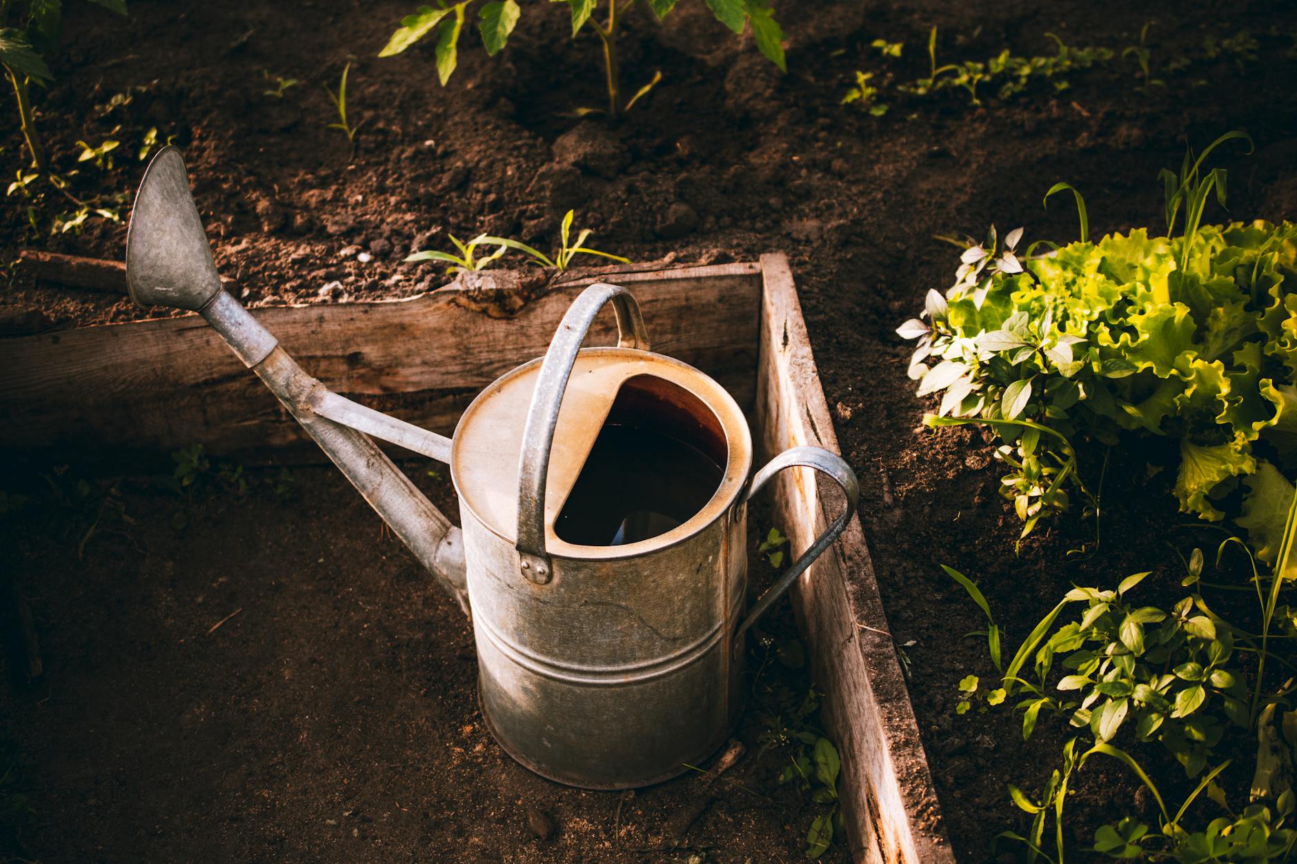 What Is Compost Tea, and How Do I Make and Use It in My Garden?