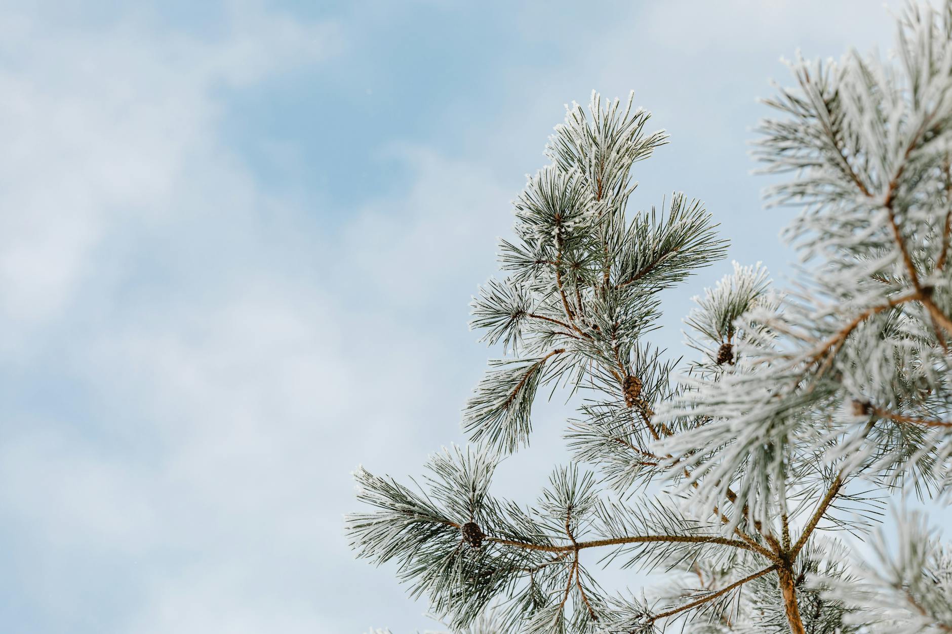 Zone 9a Winter Planting Guide: December Through February