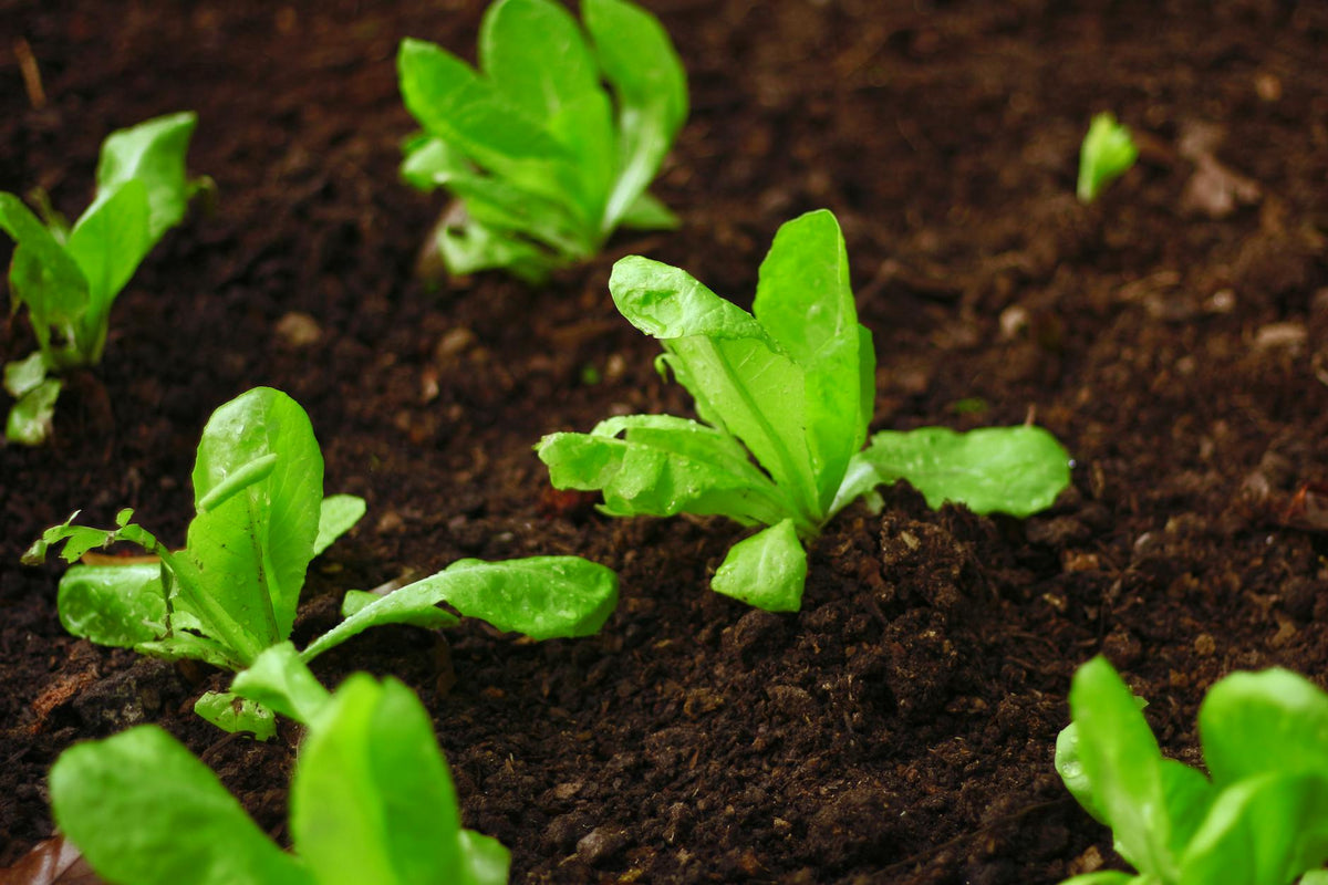 How Does Soil pH Affect Plant Growth, and How Do I Test and Adjust It?
