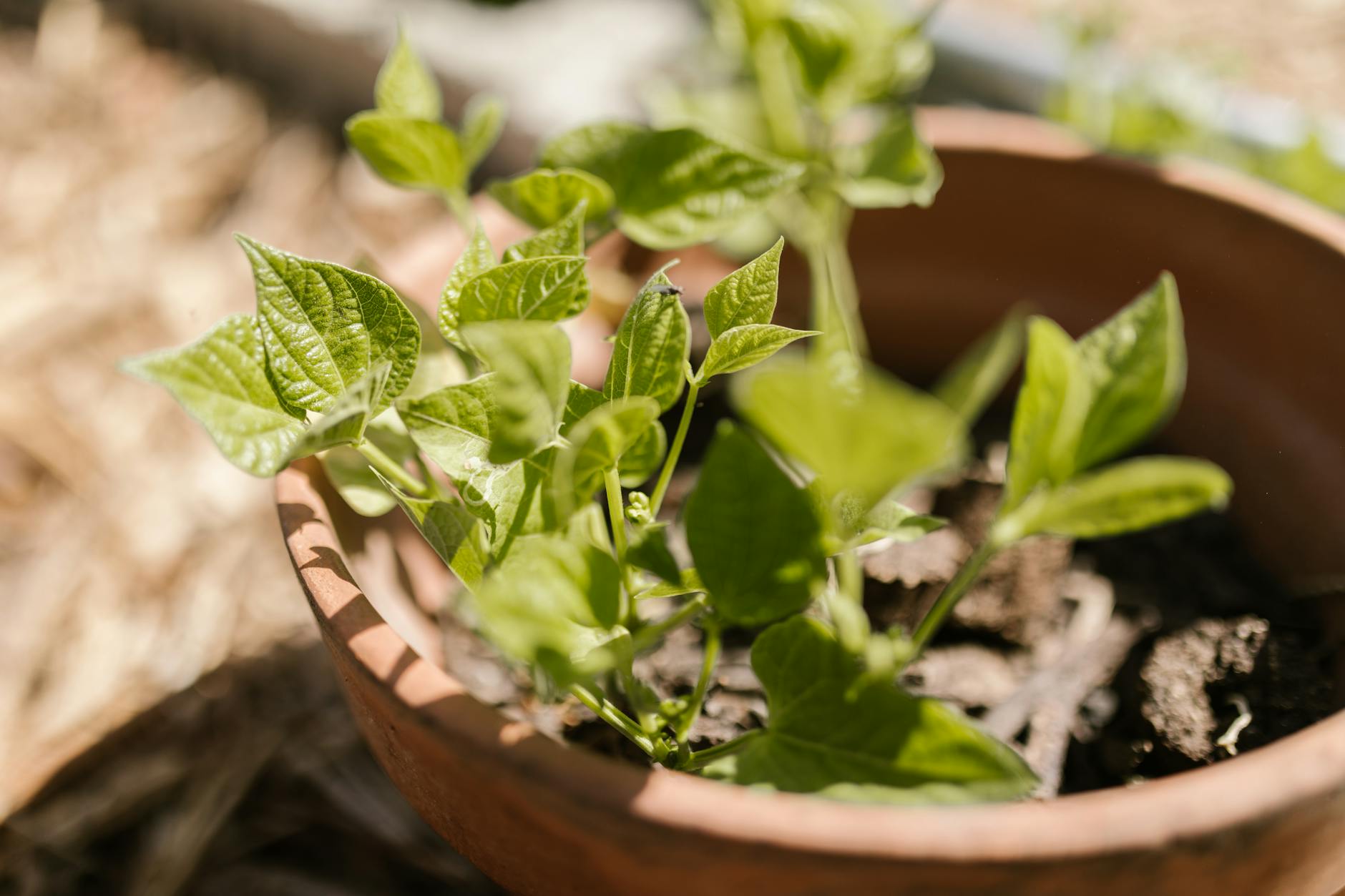 Zone 8b Summer Planting Guide: What to Grow June Through August