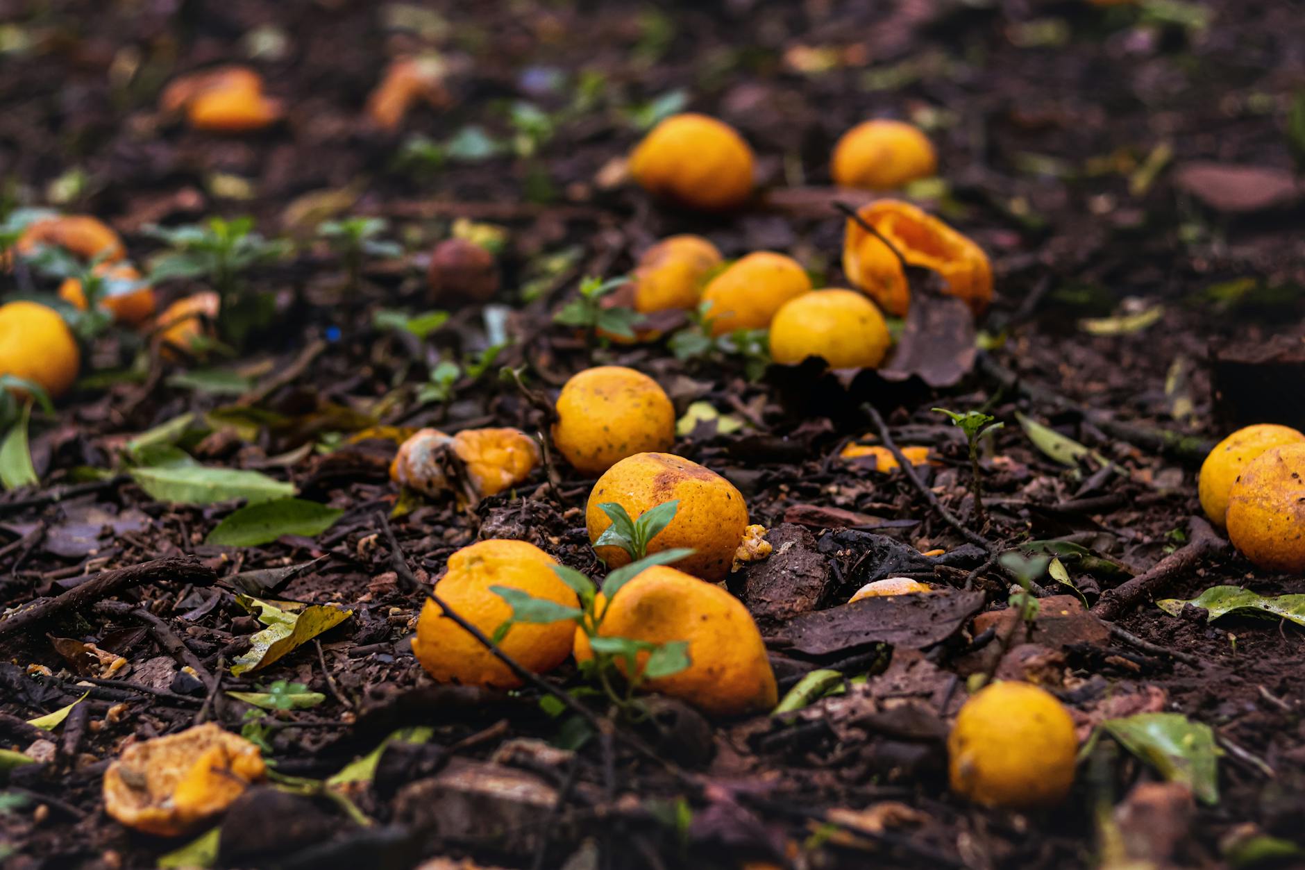 How to Use Compost When Planting Fruit Trees (And After)