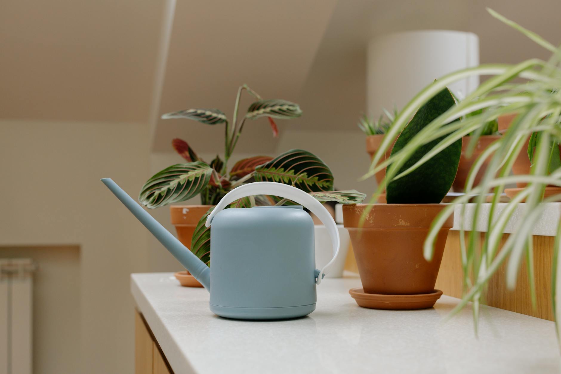 What Is a Self-Watering Planter?