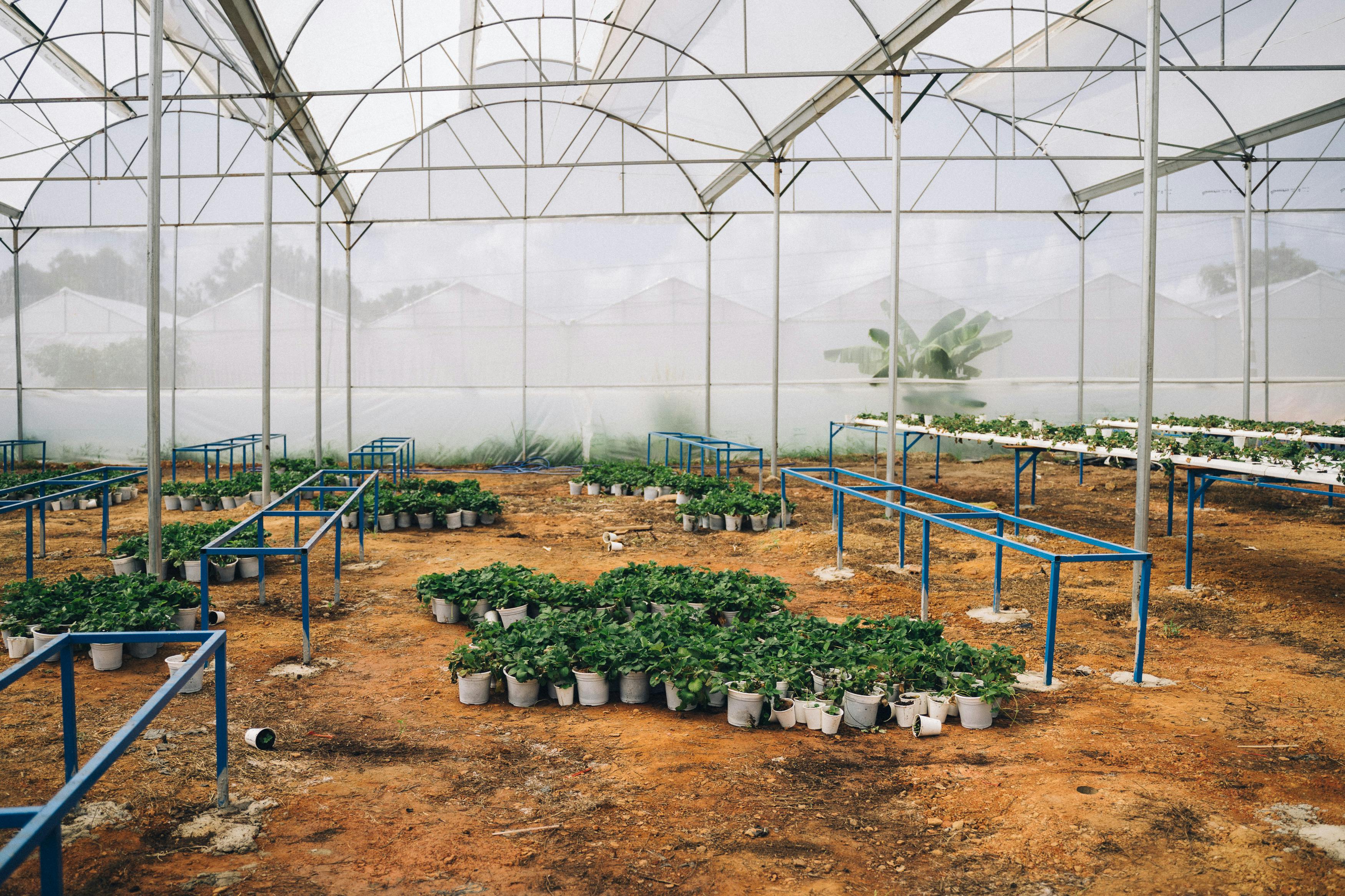 How Often Should I Water My Vegetable Garden? A Watering Guide by Plant Type
