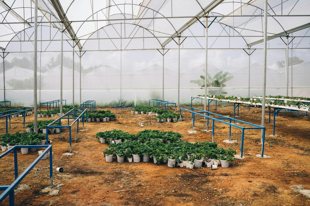 How Often Should I Water My Vegetable Garden? A Watering Guide by Plant Type