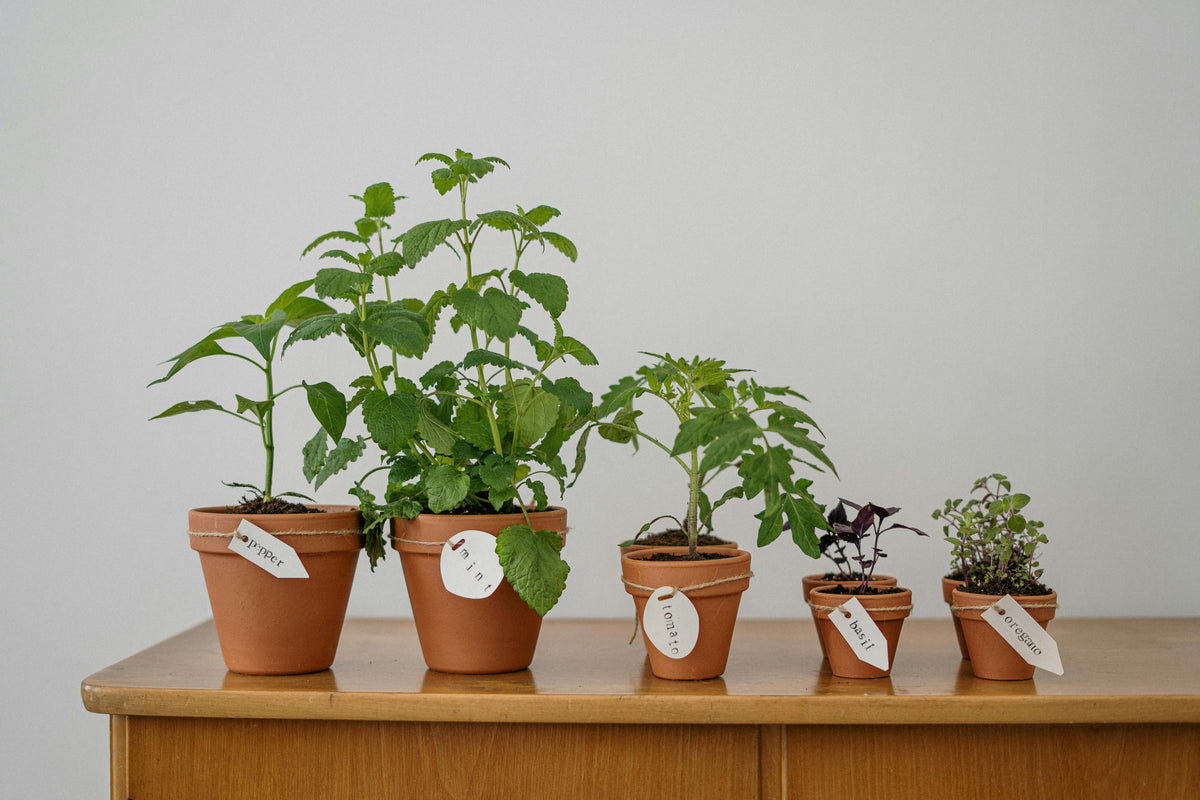 When Should I Start Seeds Indoors Before the Last Frost? A Month-by-Month Seed-Starting Calendar