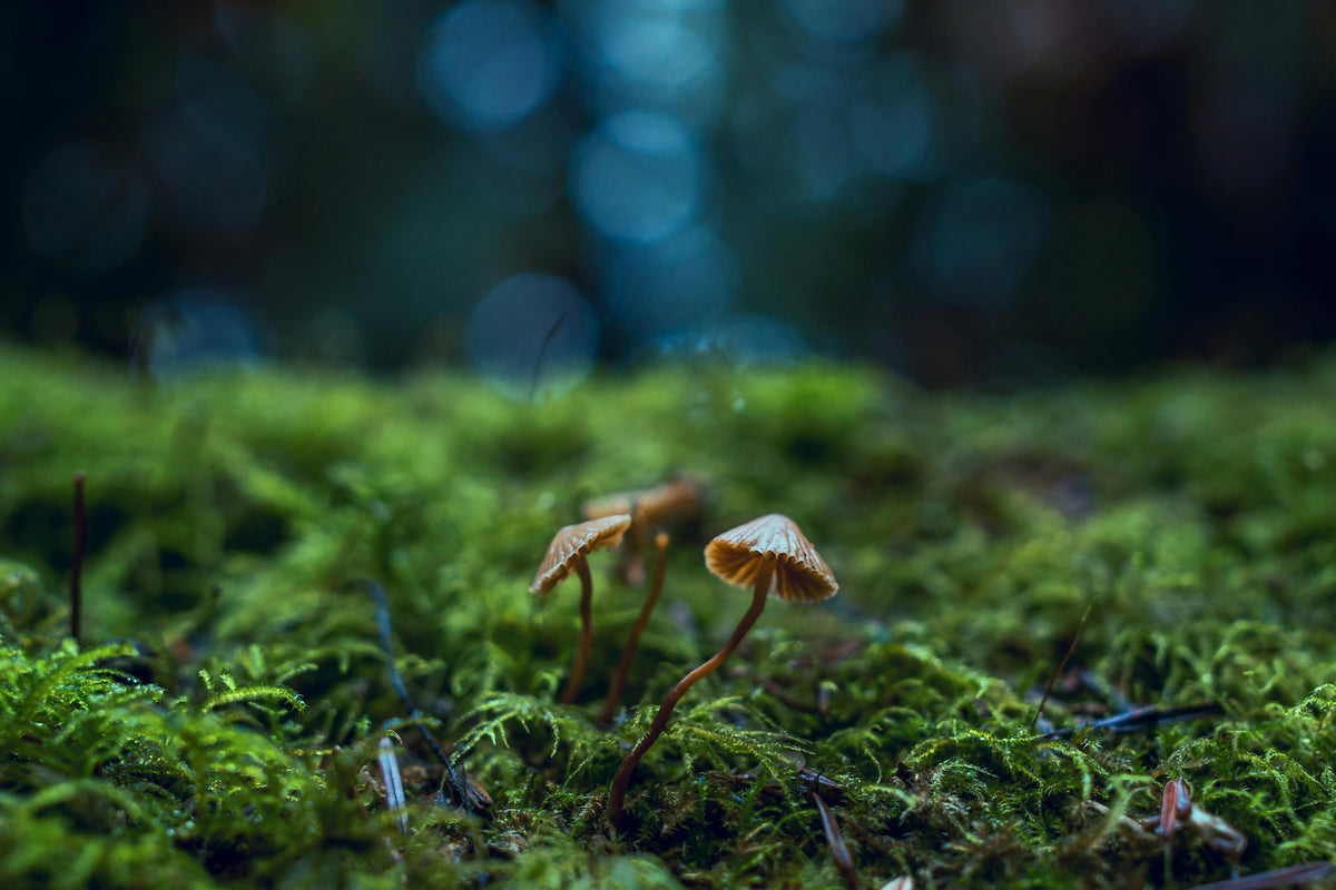 How Long Do Mushrooms Last in the Fridge?