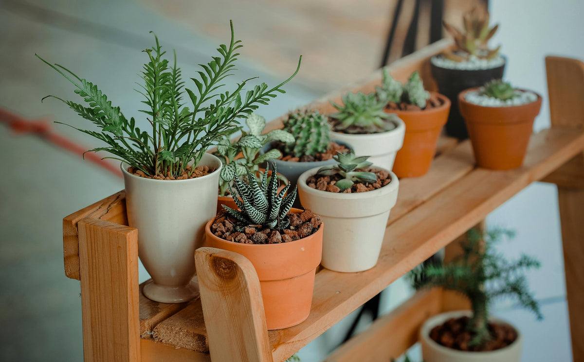 How to Use Compost to Grow Better Plants
