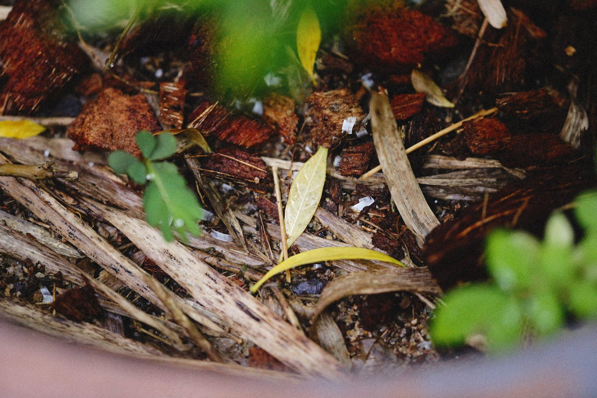 The Role and Usage of Compost