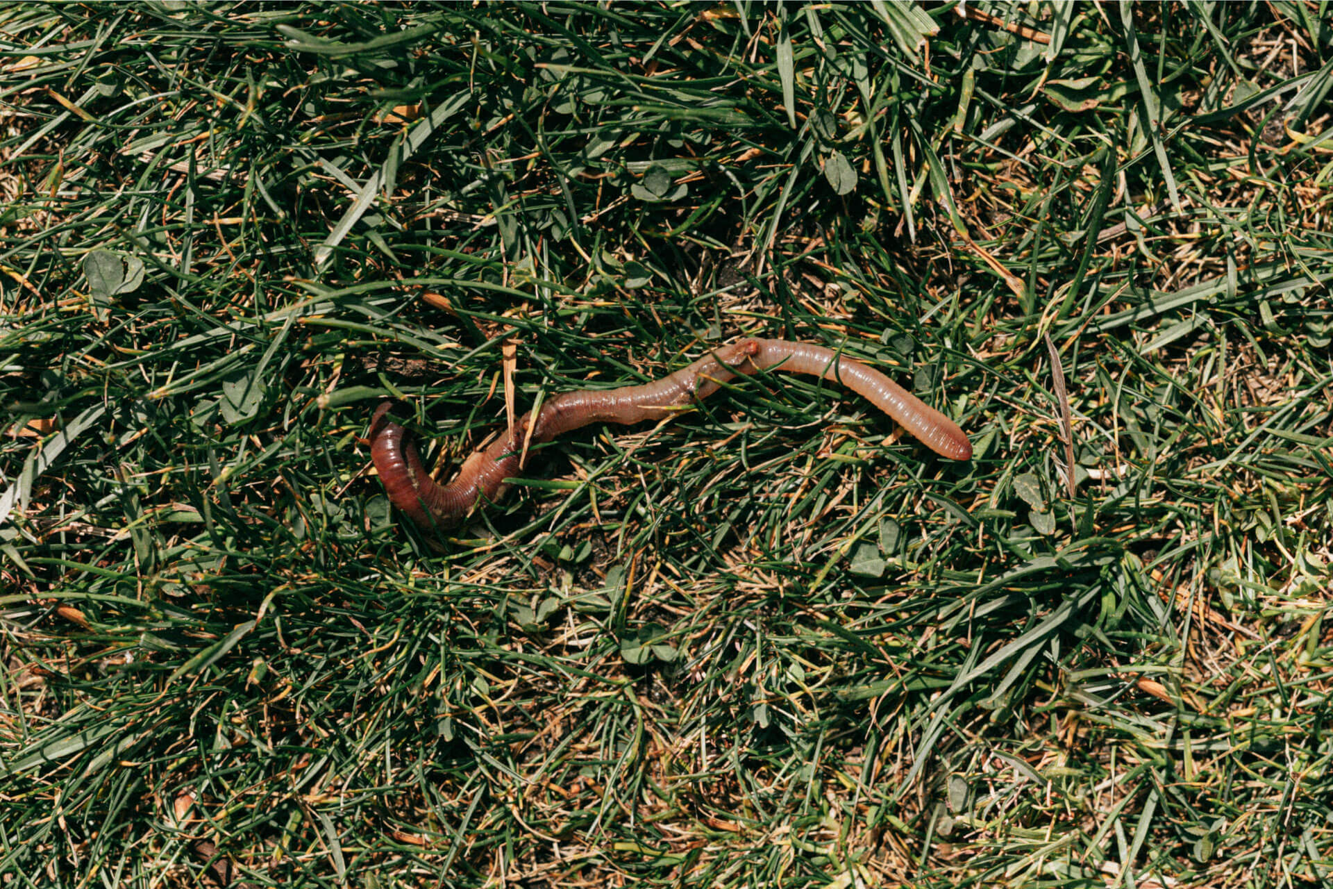Red Wiggler Composting: What to Feed and Avoid