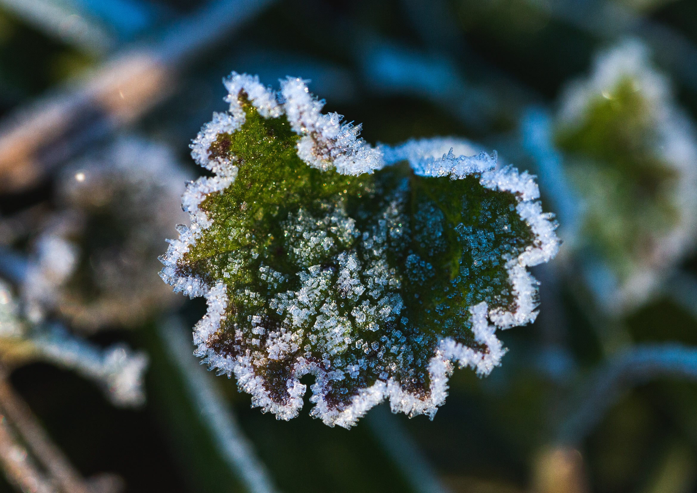 January Planting: Recommended Plants for a Thriving Garden