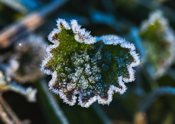 January Planting: Recommended Plants for a Thriving Garden