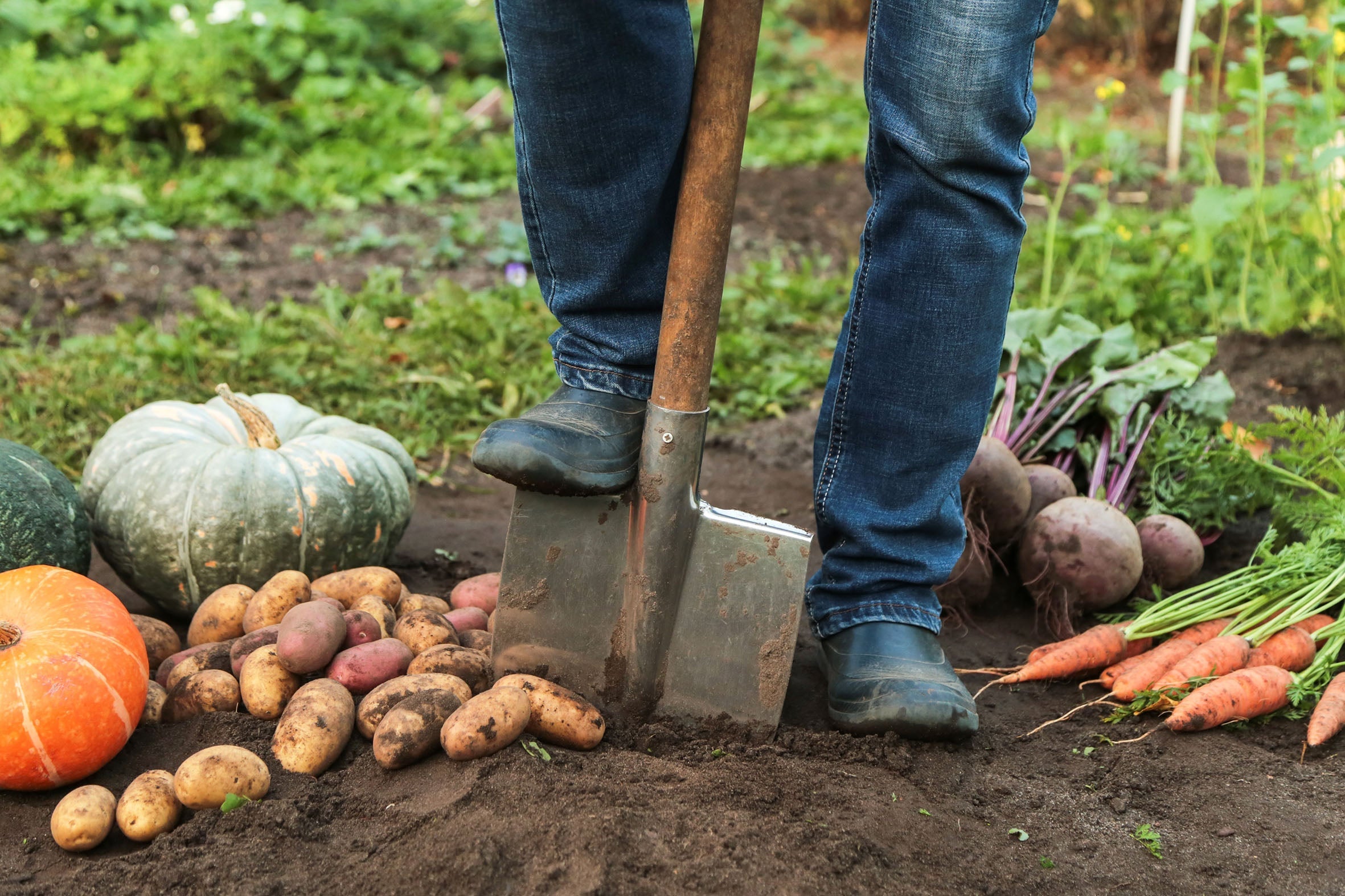 What Can You Compost? The Ultimate Food Scrap Guide