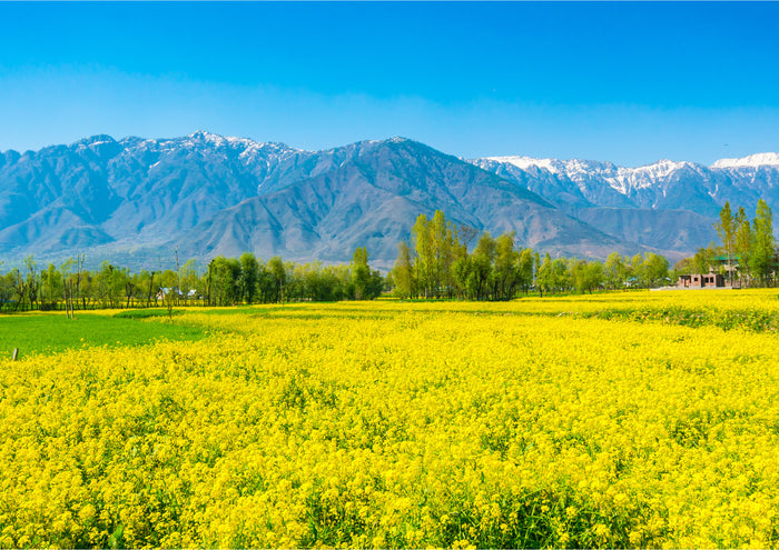 Top 10 Plants to Start Growing in February for a Beautiful Spring Garden