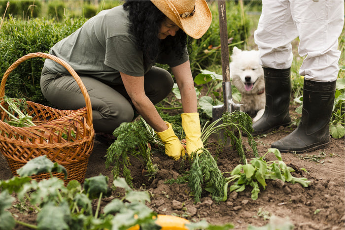 Top 10 Plants to Plant in September
for a Beautiful Fall Garden