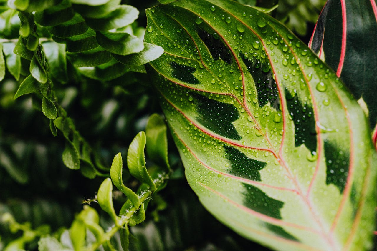 How to Care for Calathea: Essential Tips for a Thriving Plant 