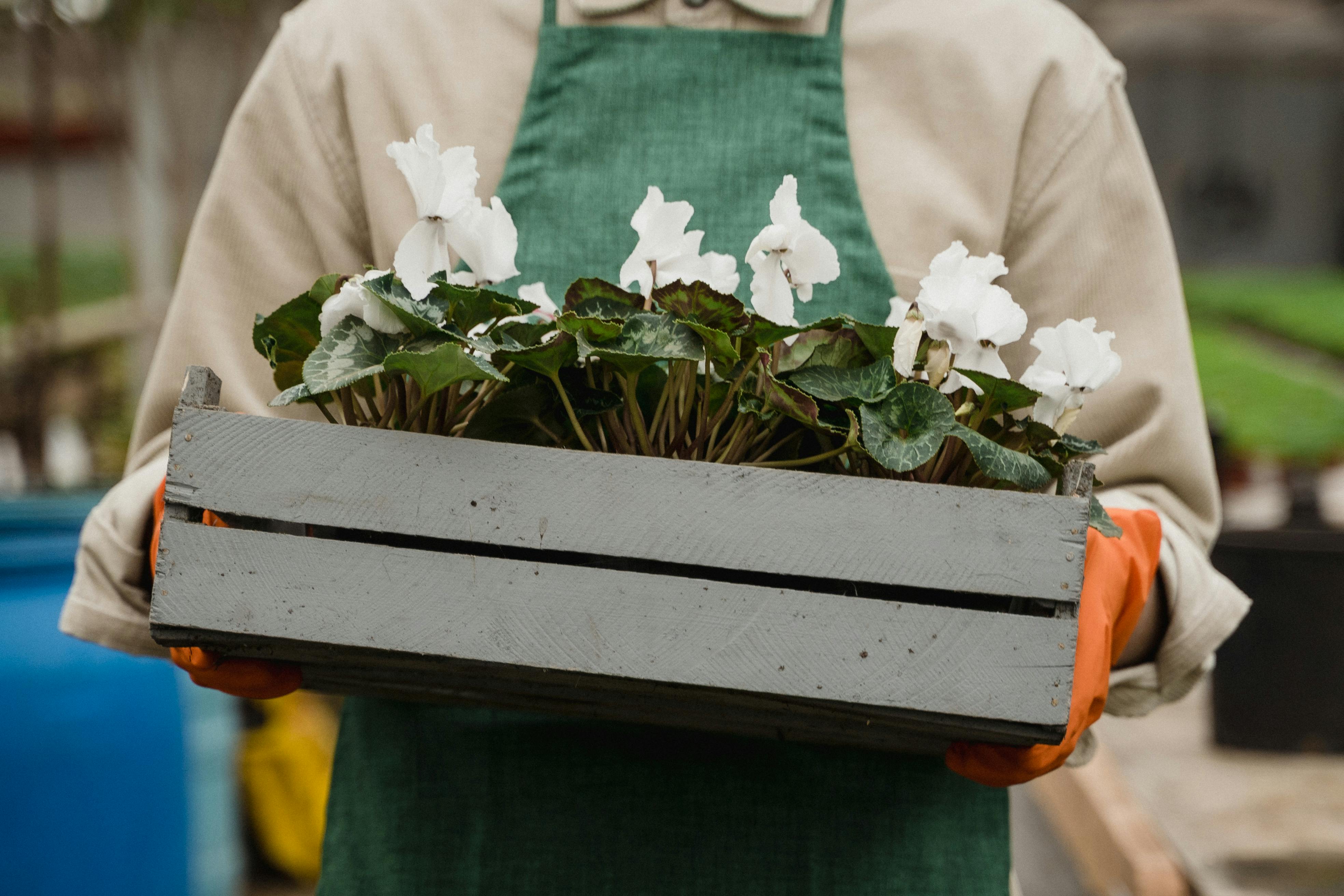 Selecting the best pots and garden boxes for your home garden.