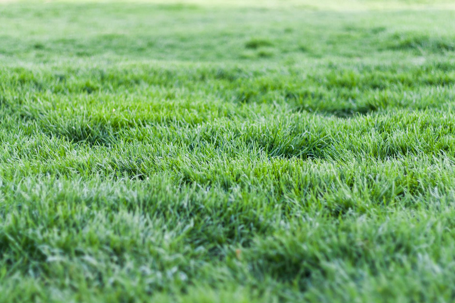 Using Compost on Lawns: How Much, When, and How to Apply It
