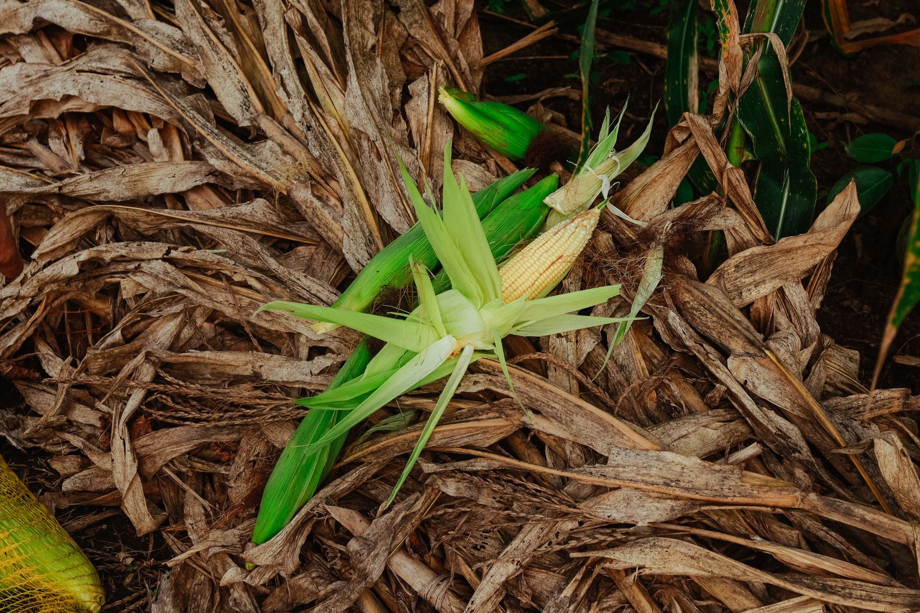Can You Compost Corn Cobs?