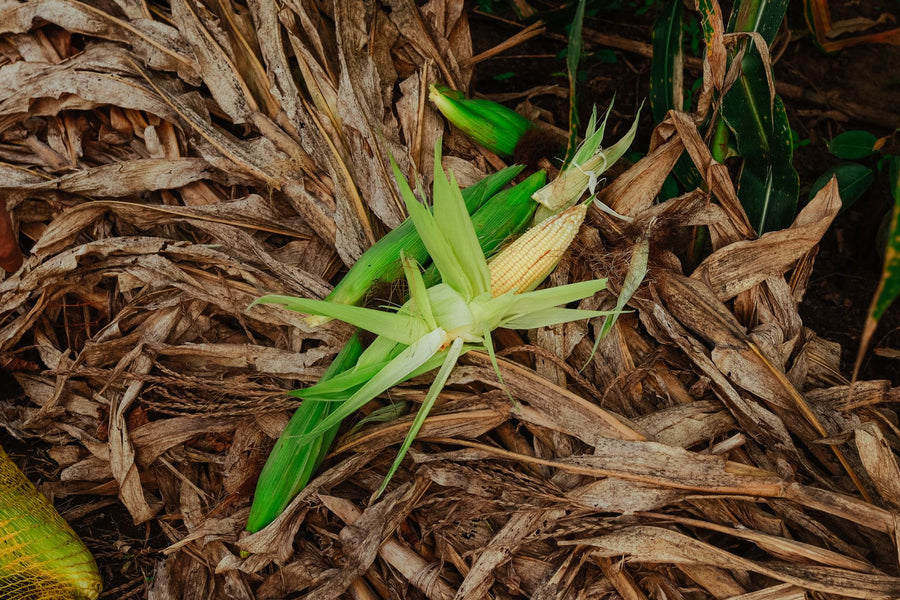 Can You Compost Corn Cobs?