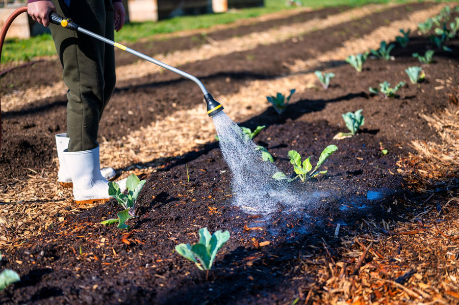 Compost vs. Mulch: What's the Difference?