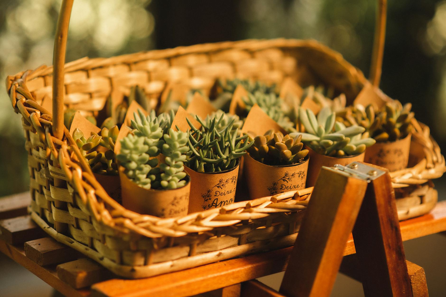 The Best Gifts for Plant Lovers in 2026 (That They'll Actually Use)